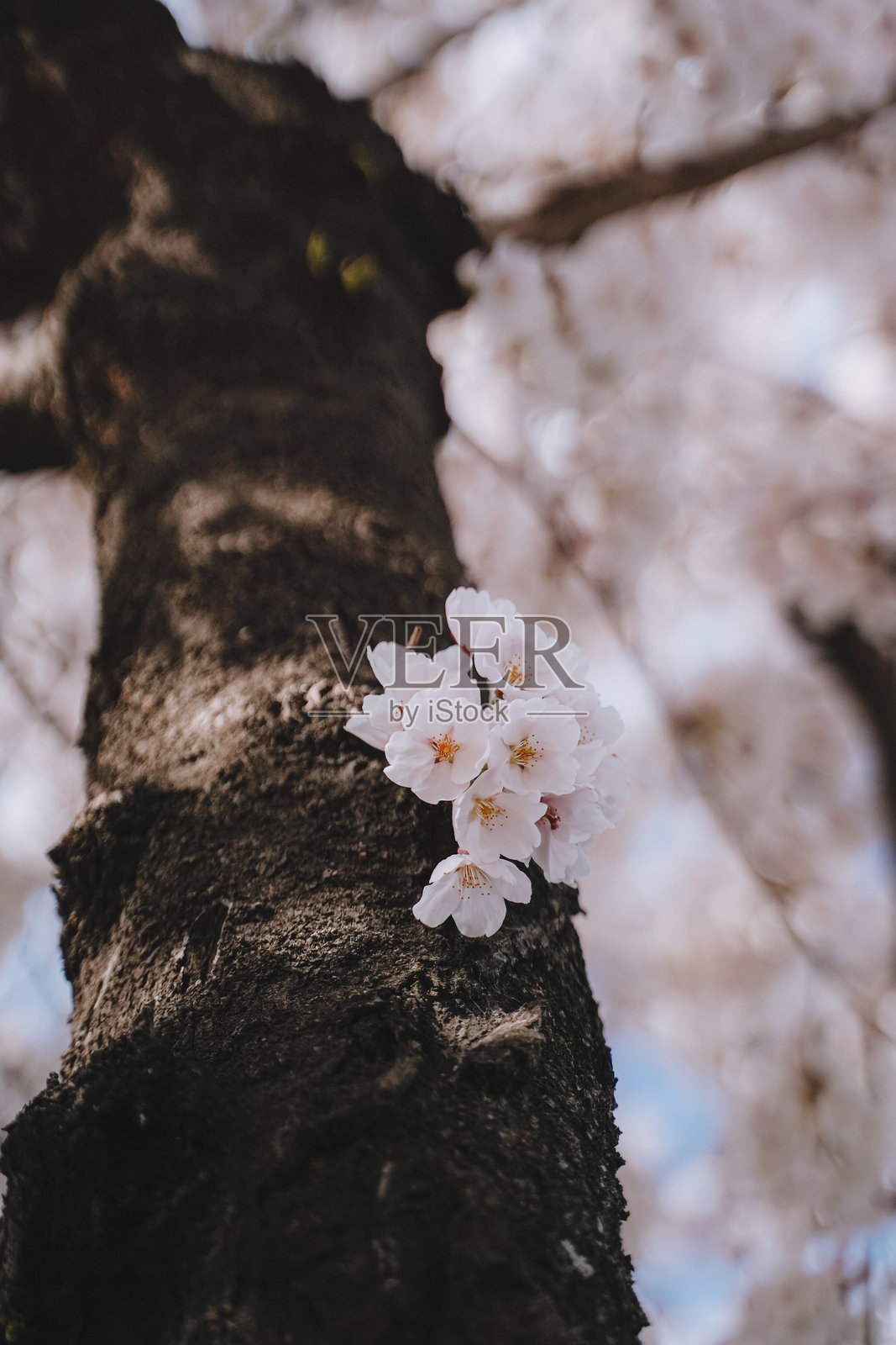 盛开照片摄影图片