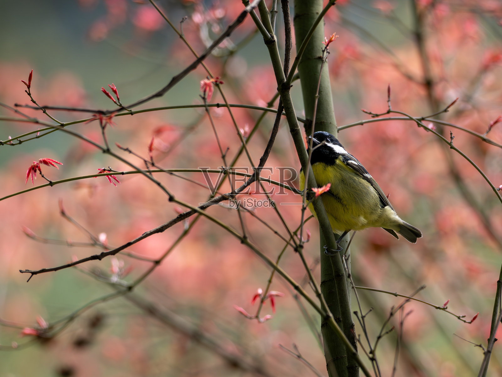 在中国重庆,一只黄腹山雀栖息在树枝上。照片摄影图片