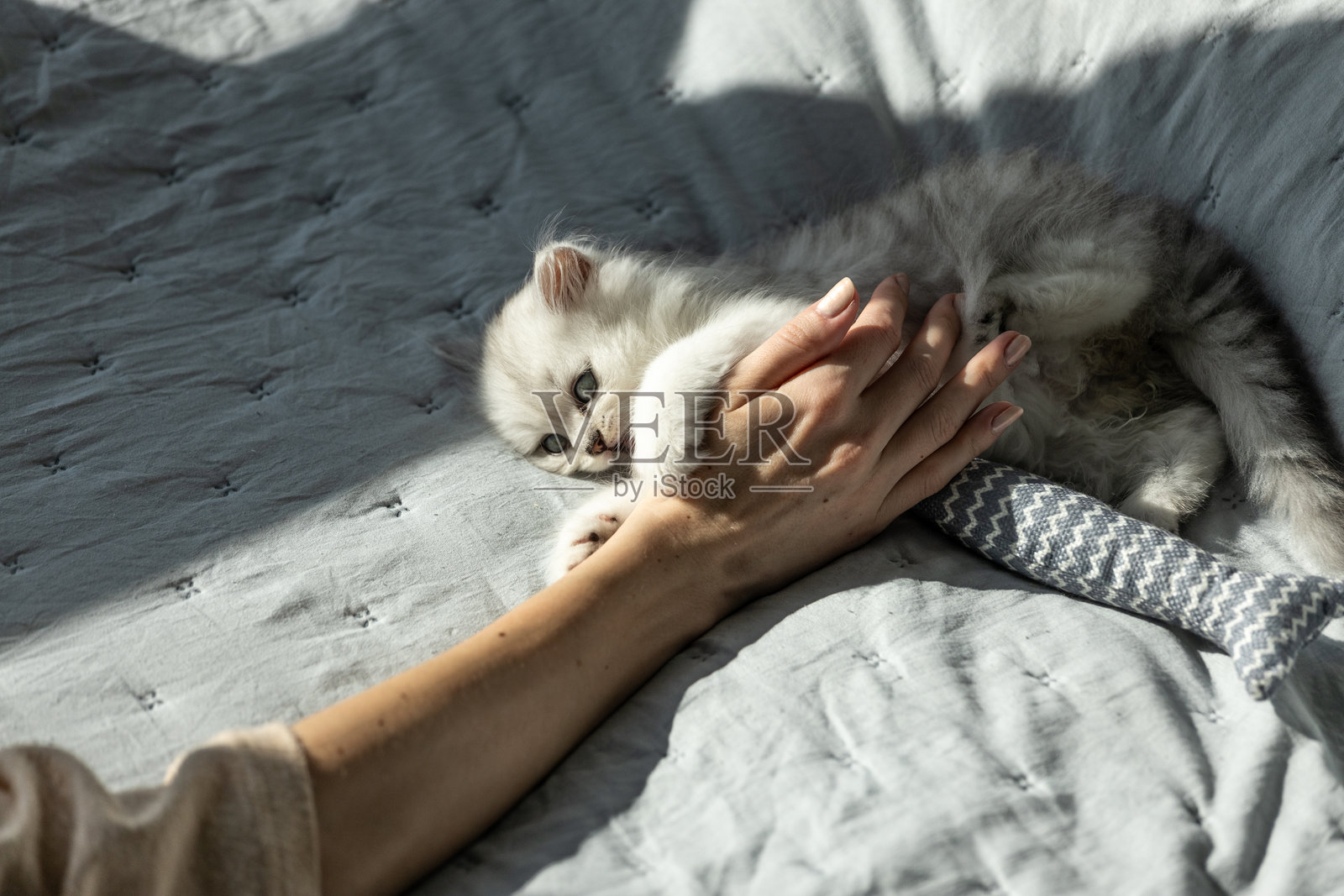 可爱的 kitten 在温暖的室内环境中,愉快地与人类的手互动,享受在舒适的灰色毛毯上的亲密和乐趣。照片摄影图片