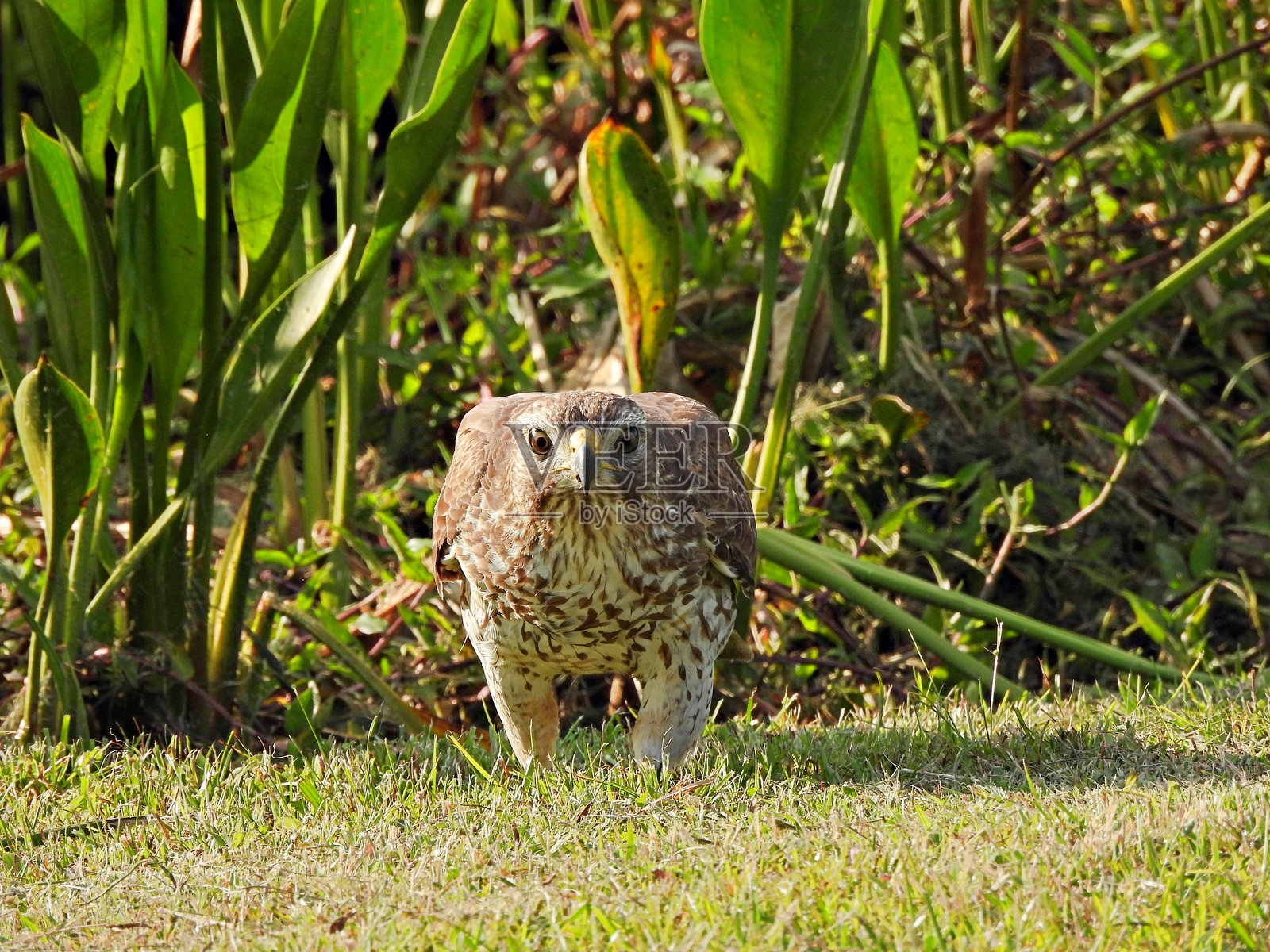 红肩鹰(Buteo lineatus) - 休息在草地上照片摄影图片