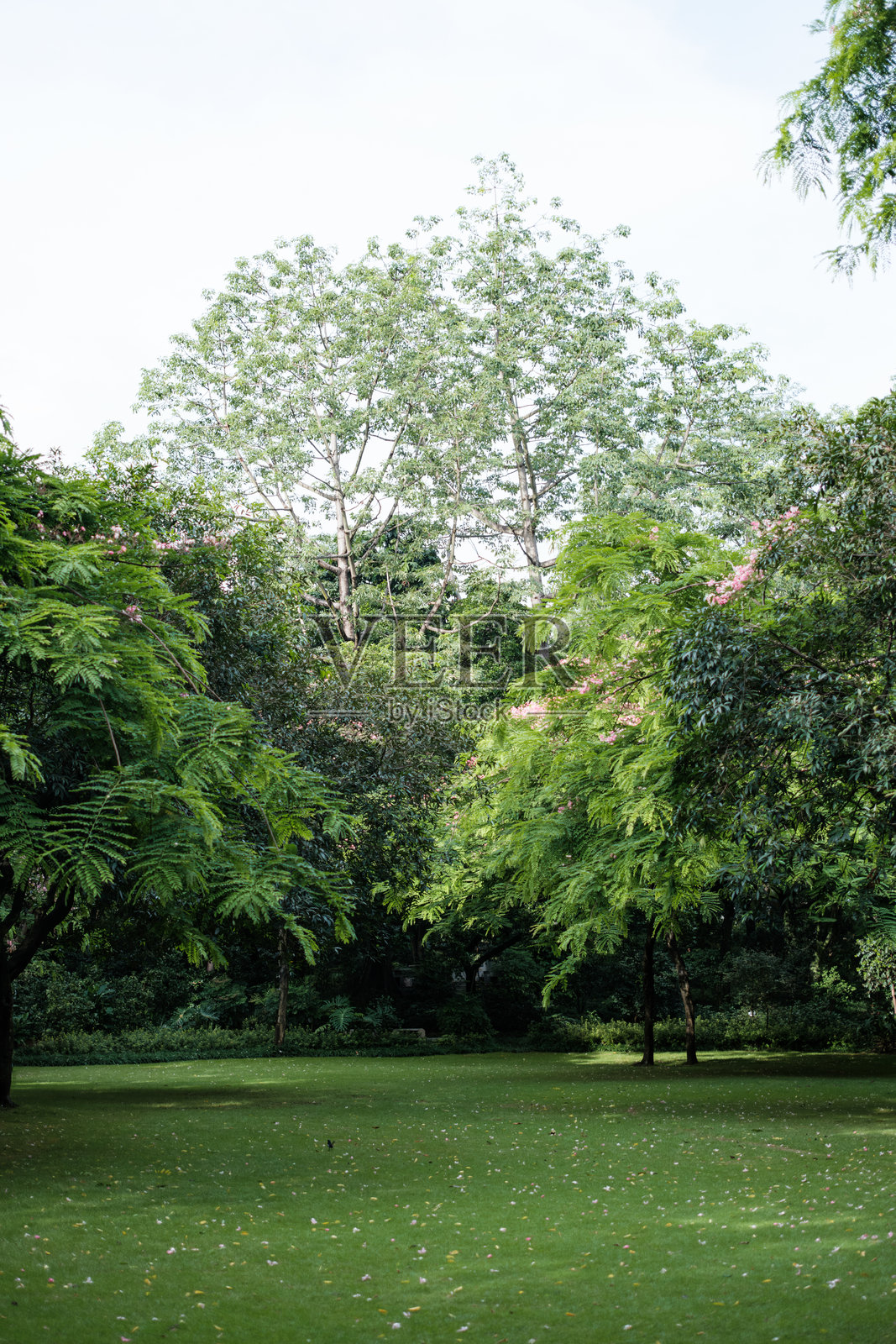公园里的草地照片摄影图片
