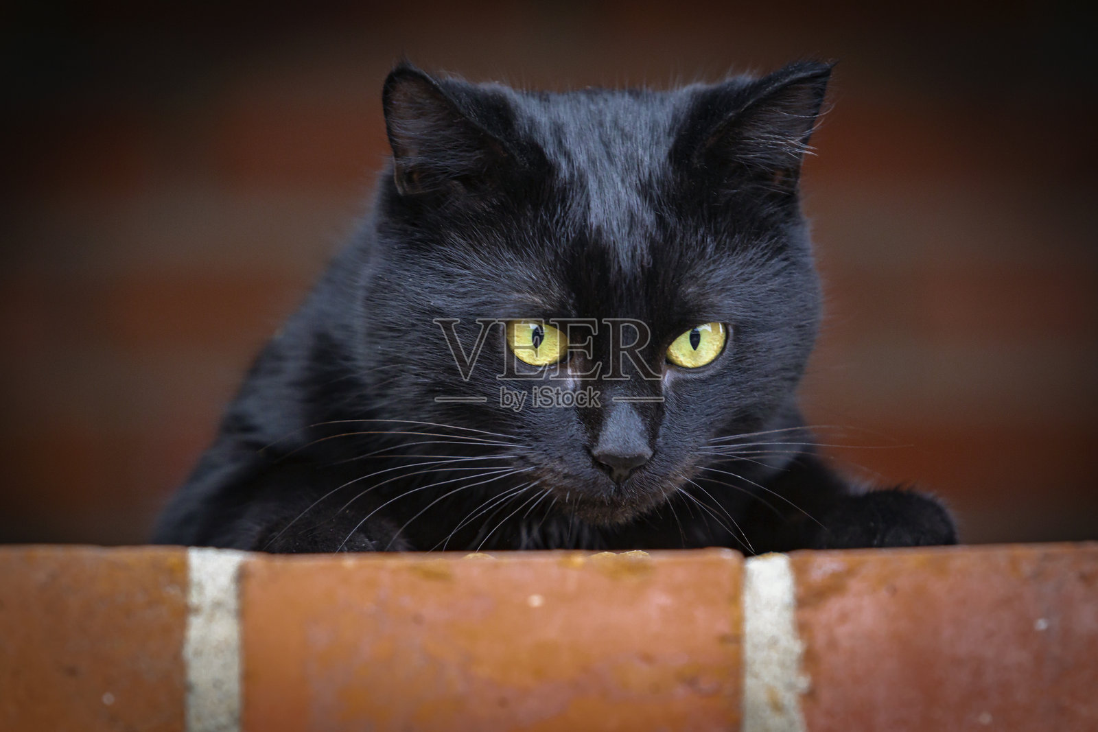 夏日街头黑猫的特写镜头。照片摄影图片