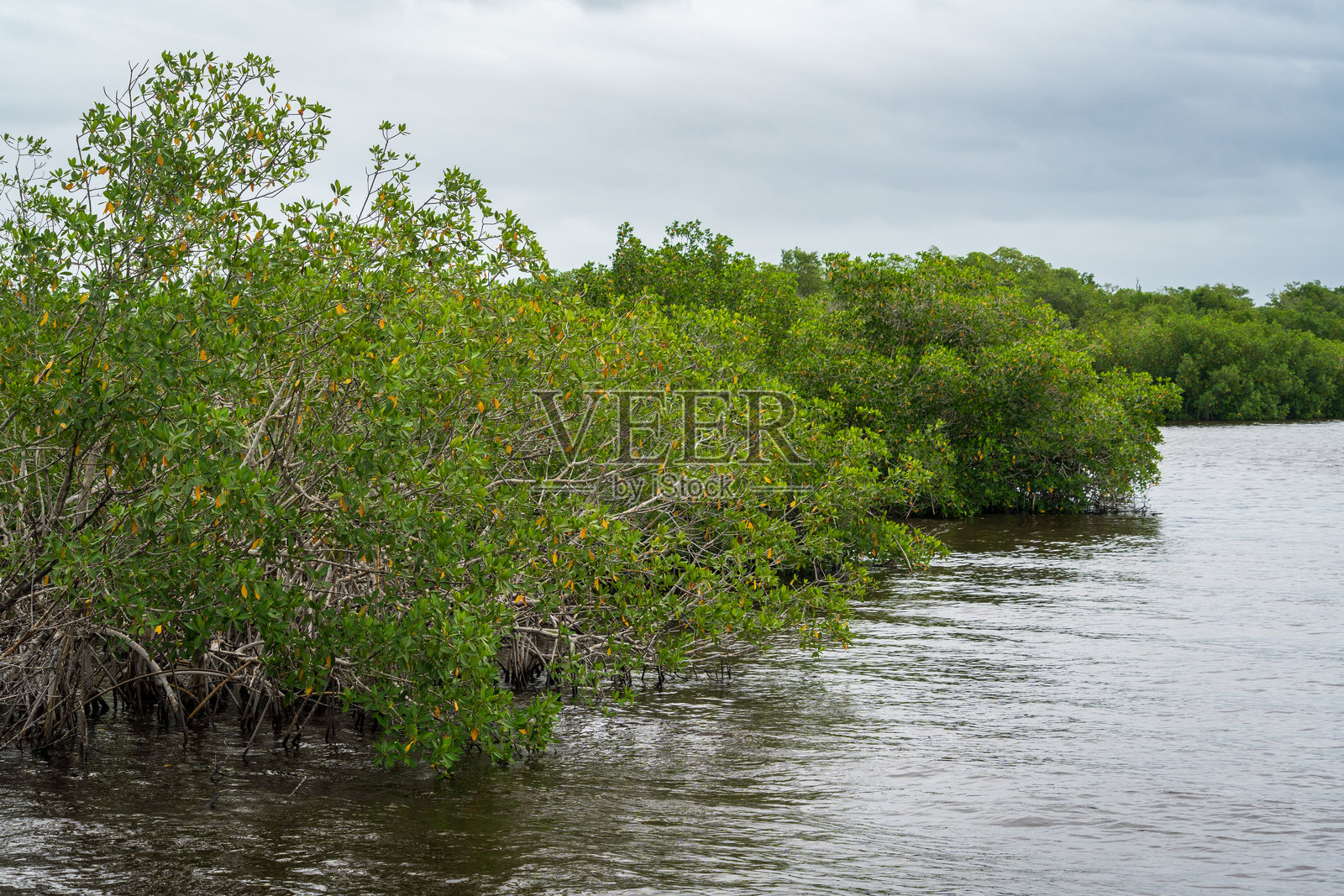 美国佛罗里达州大沼泽地国家公园的沼泽地照片摄影图片
