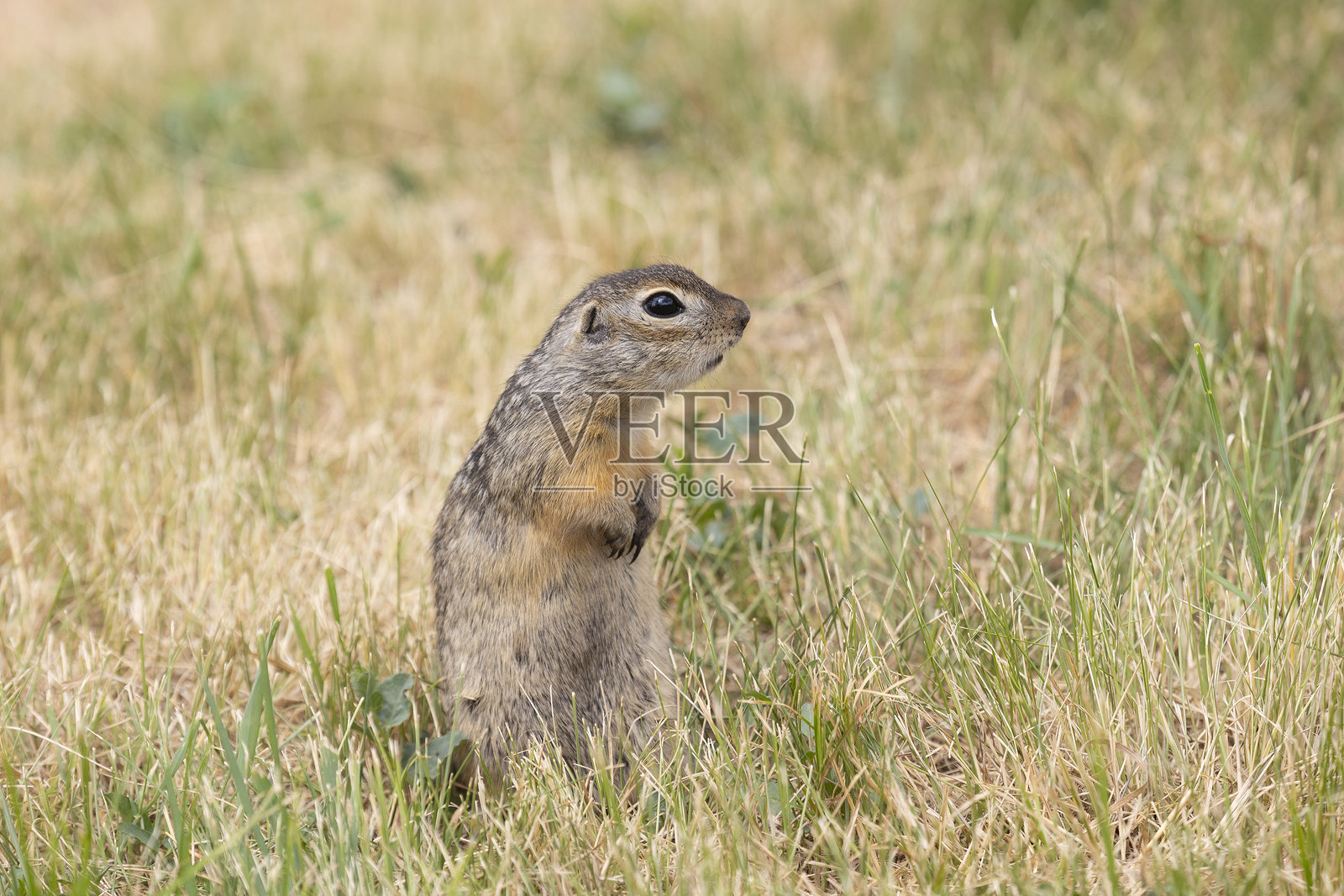 斑点地松鼠在草地上站着吃东西照片摄影图片