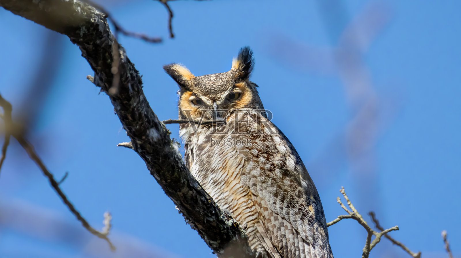 大角猫头鹰栖息在树枝上,冬季蓝天,棕色眼睛,耳朵和喙的细节,野生动物,清晰聚焦,美丽的鸟类,漂亮的猛禽,捕食者,田纳西州,北美照片摄影图片