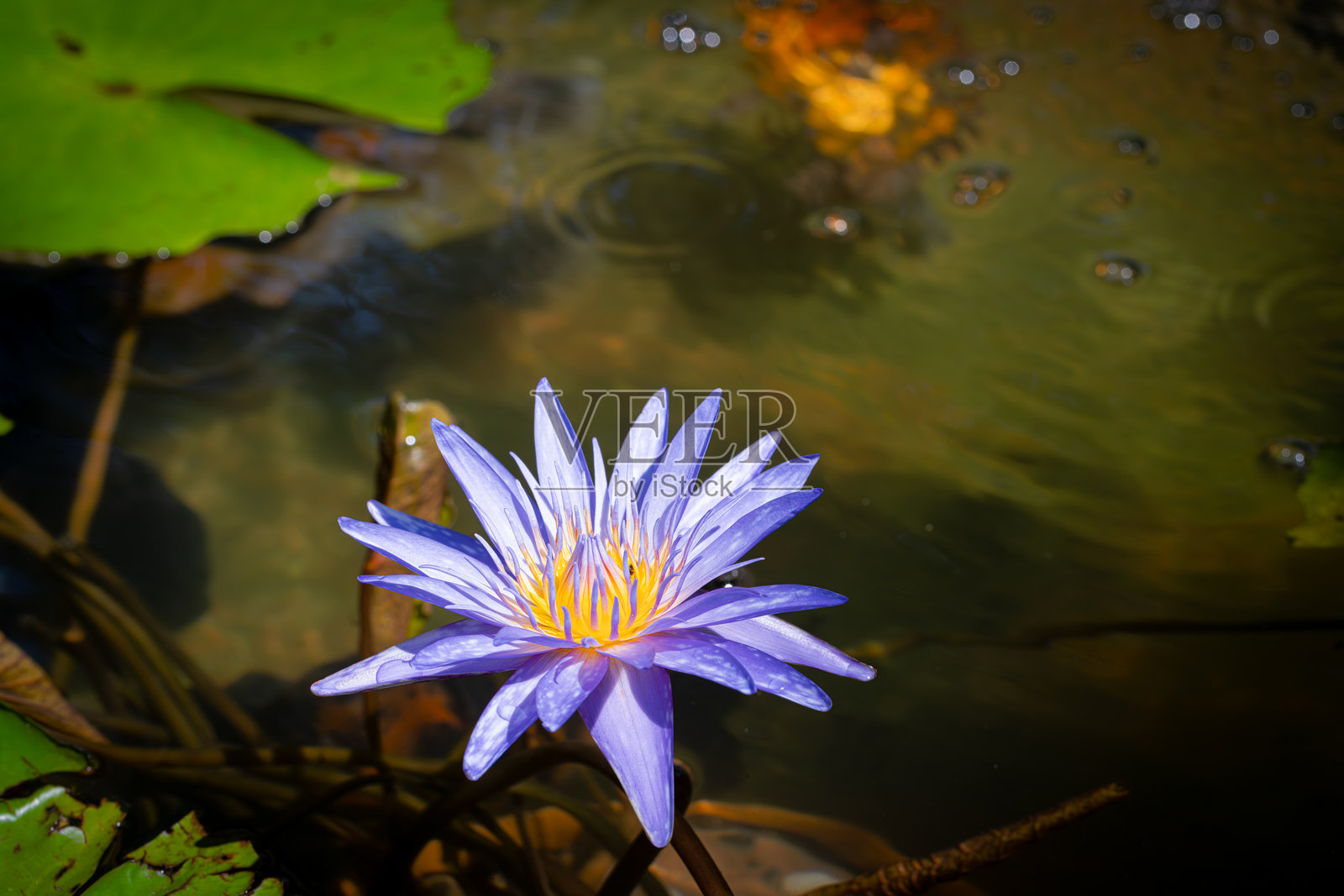 池塘中的睡莲照片摄影图片