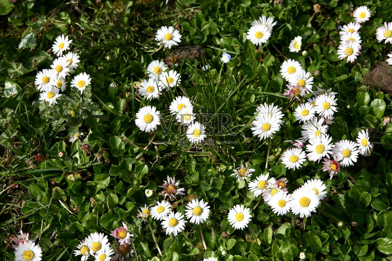 雏菊照片摄影图片