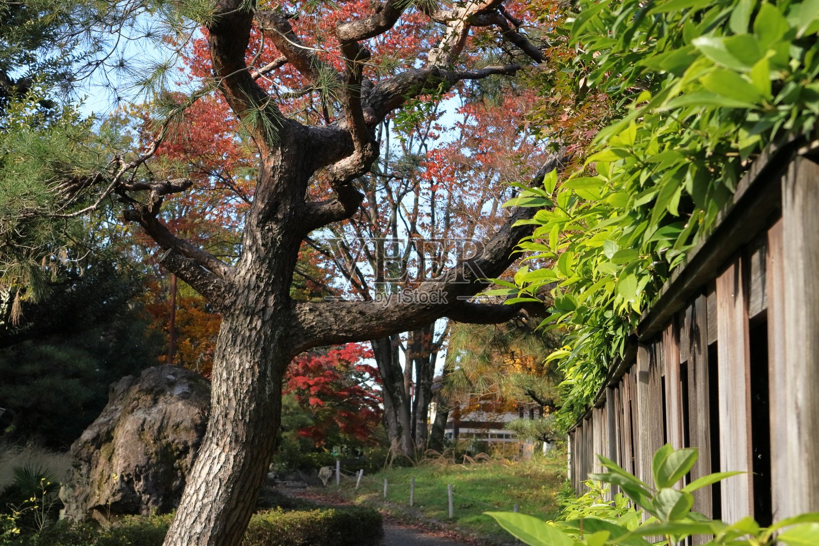 日本埼玉的秋天落叶照片摄影图片