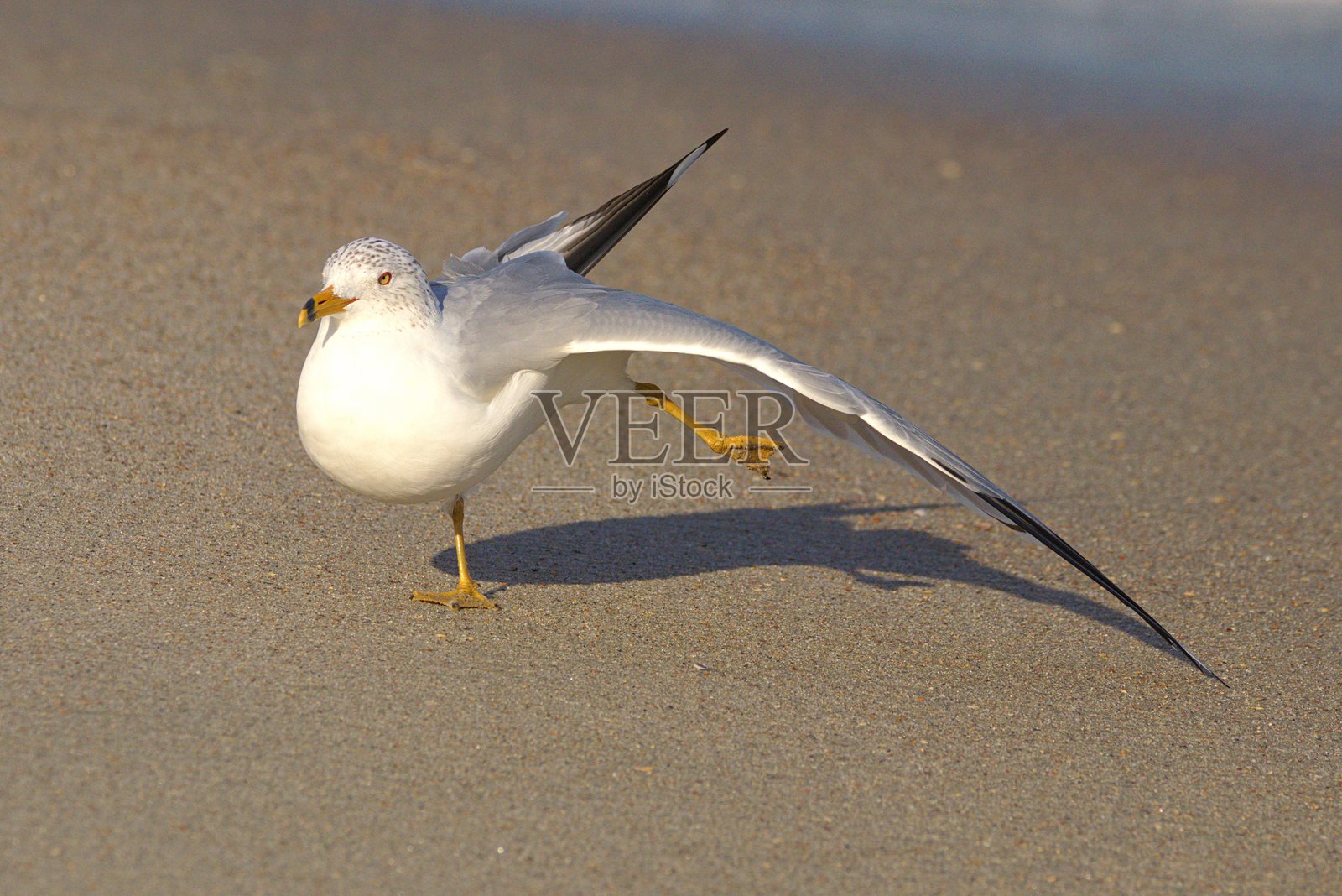 海滩上的瑜伽照片摄影图片