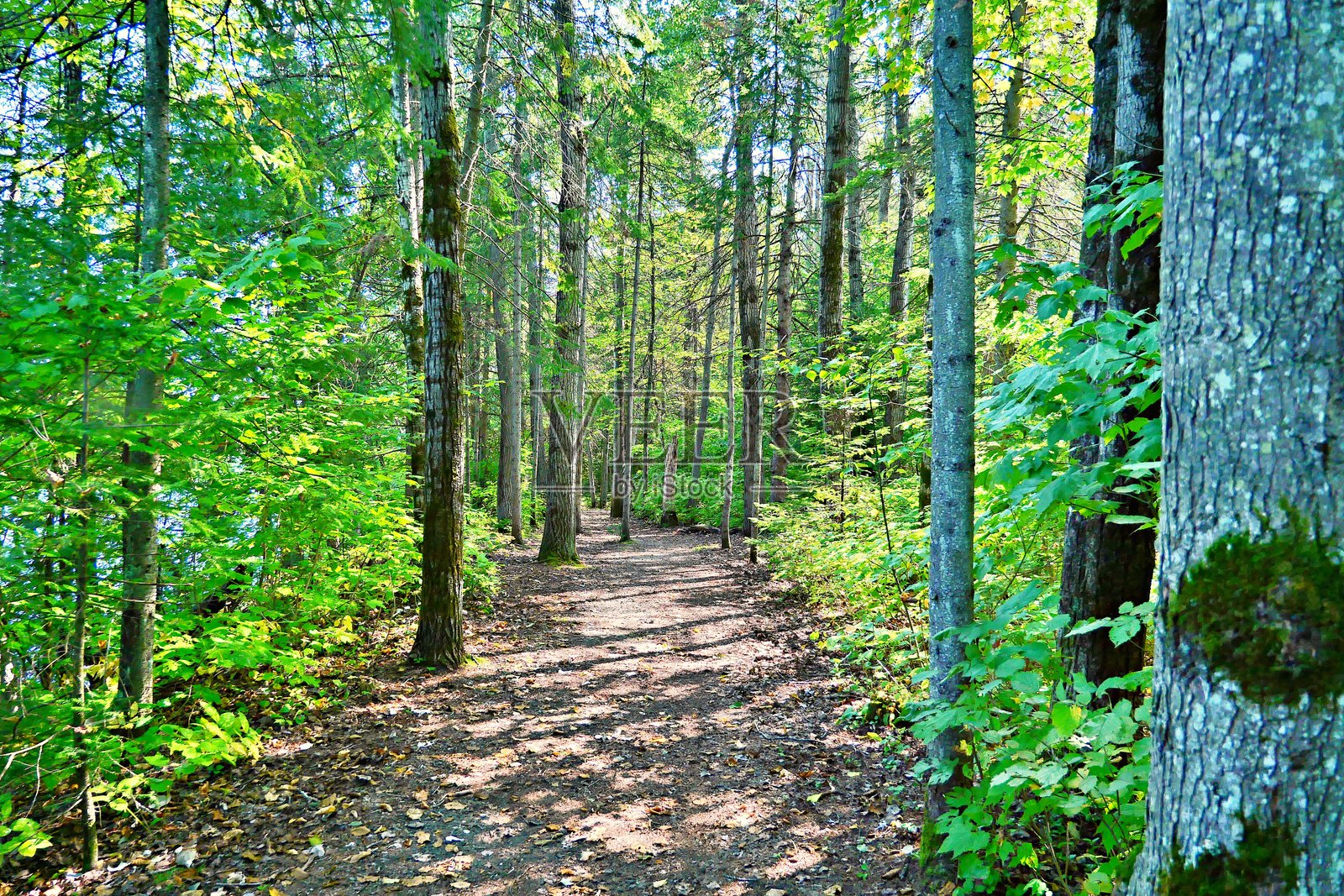 森林中的步道照片摄影图片