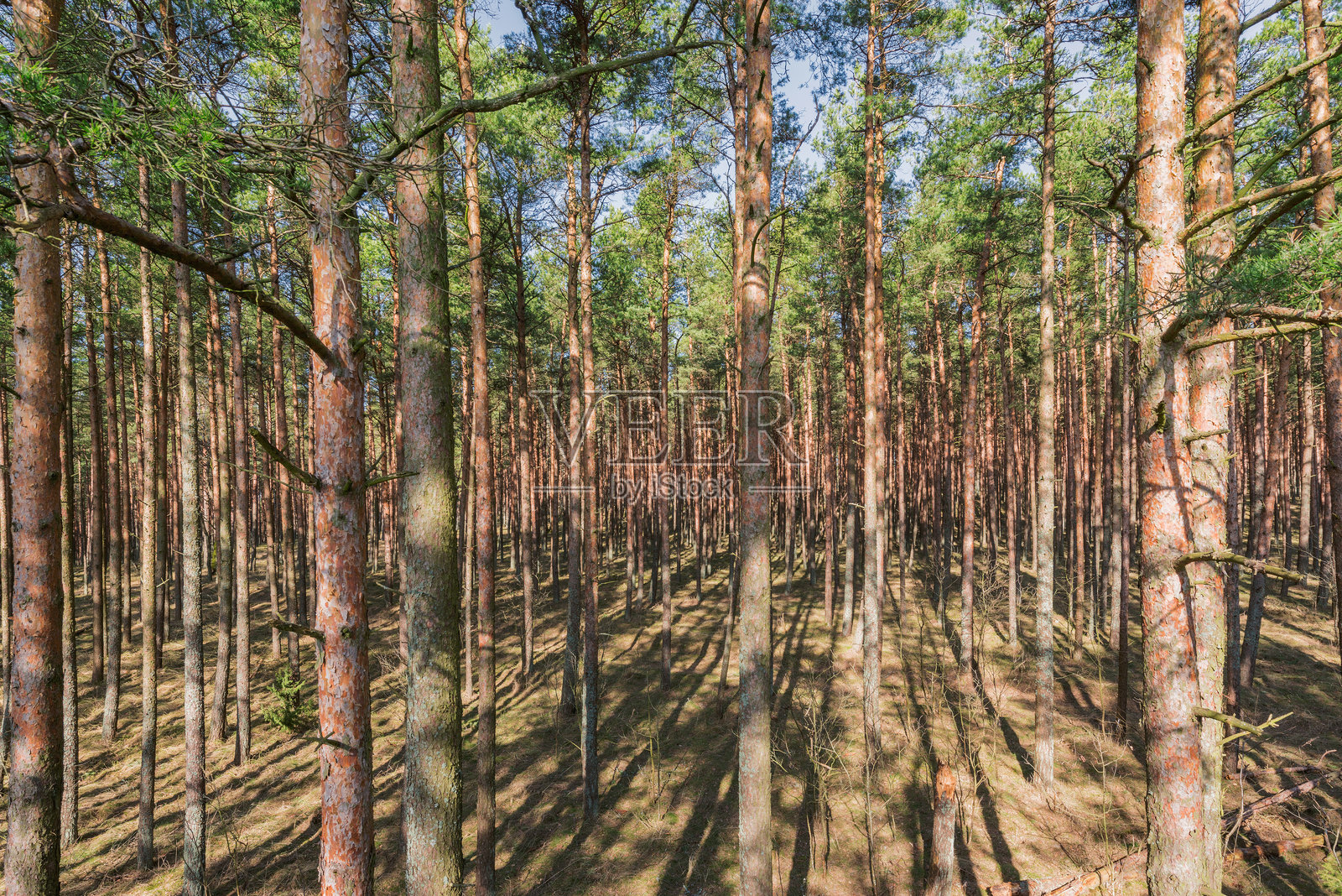 公园里的松树树干和树枝。照片摄影图片