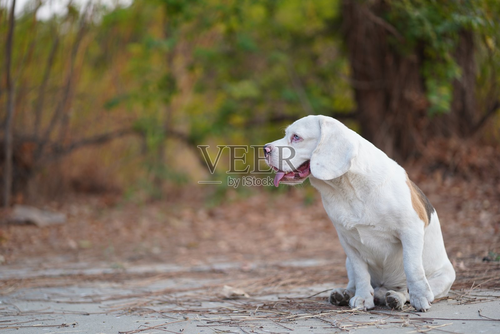 可爱的白色比格犬坐在宁静的公园环境中照片摄影图片