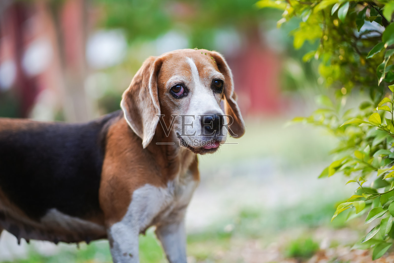 棕白色的比格犬在花园环境中摆姿势照片摄影图片