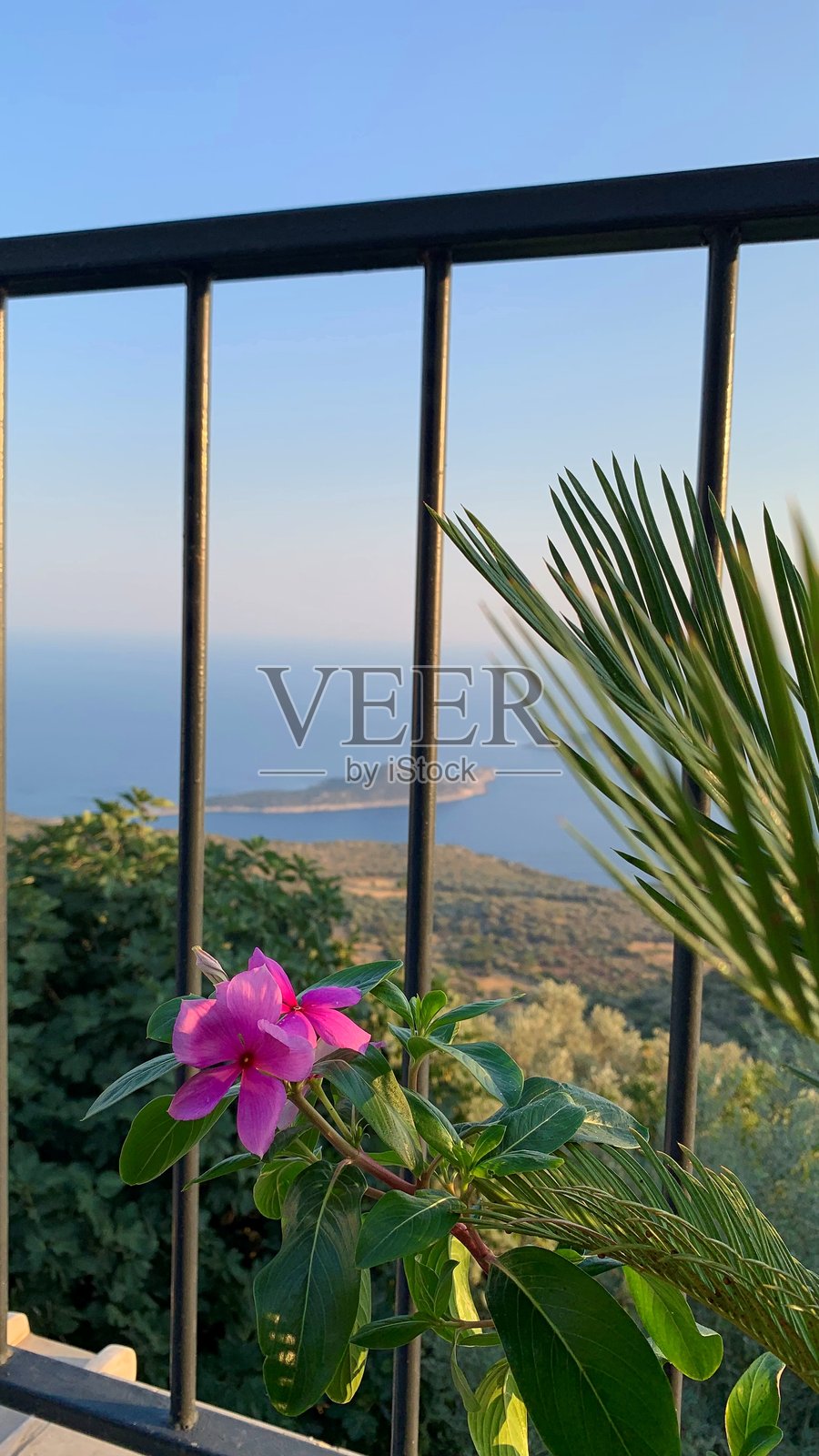 热带海滩与花卉景观照片摄影图片