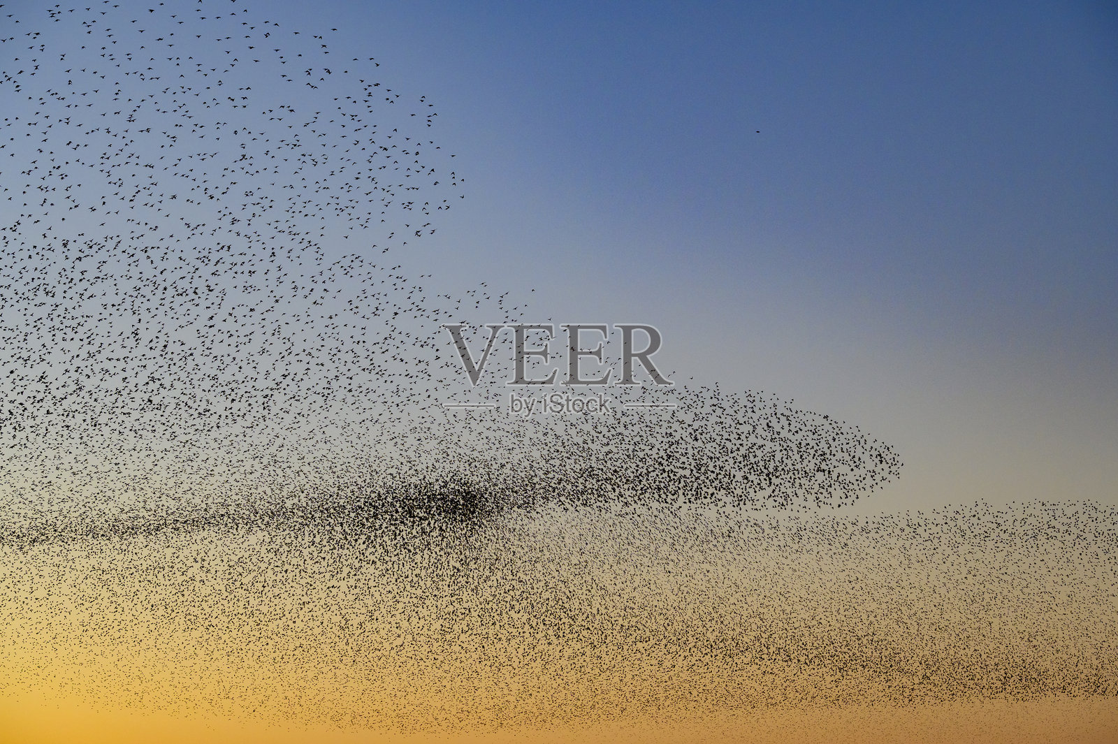冬日傍晚,星鸦在日落时的聚集飞舞照片摄影图片