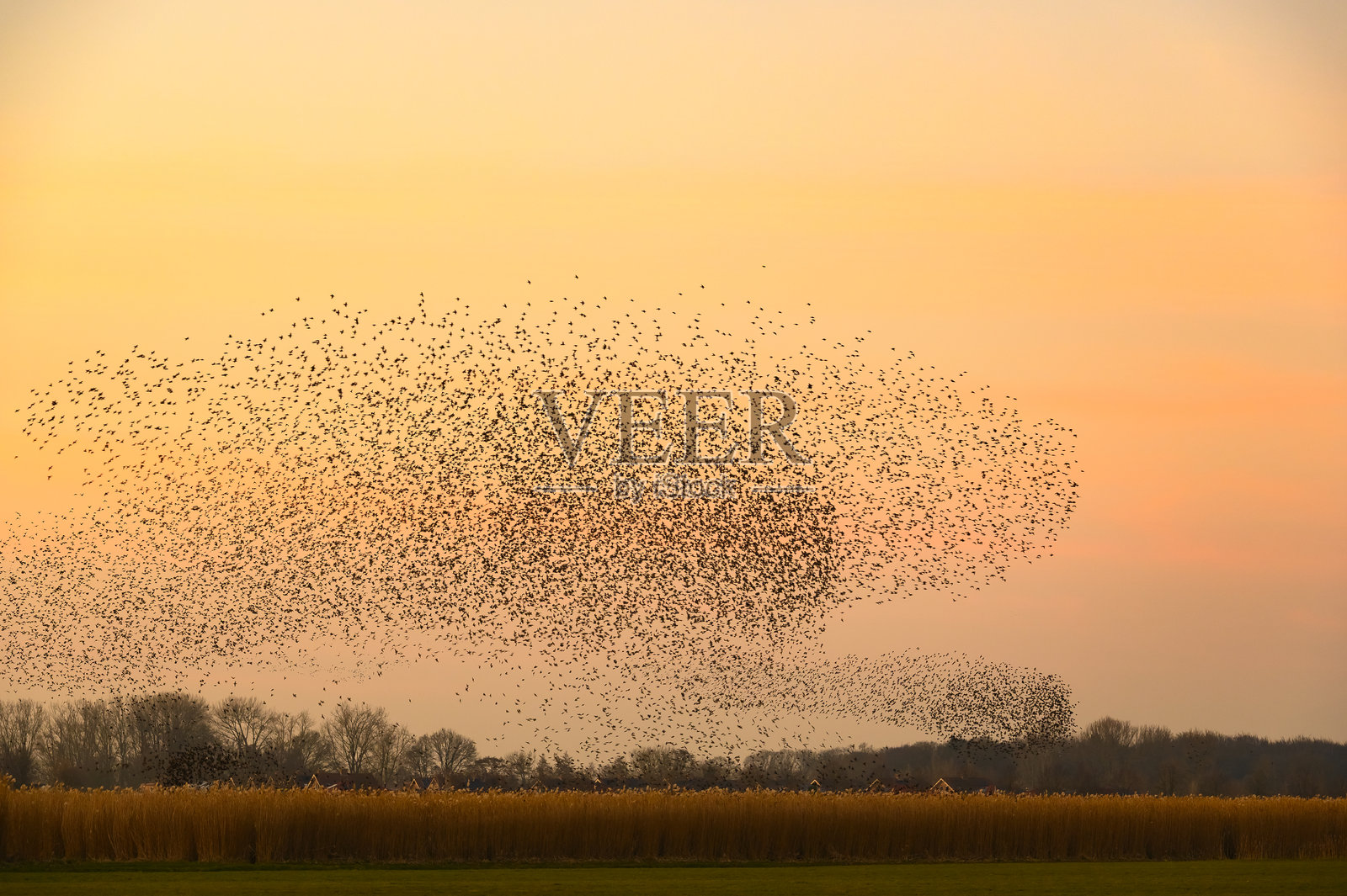 冬日傍晚,星鸲在日落时的聚集飞舞照片摄影图片