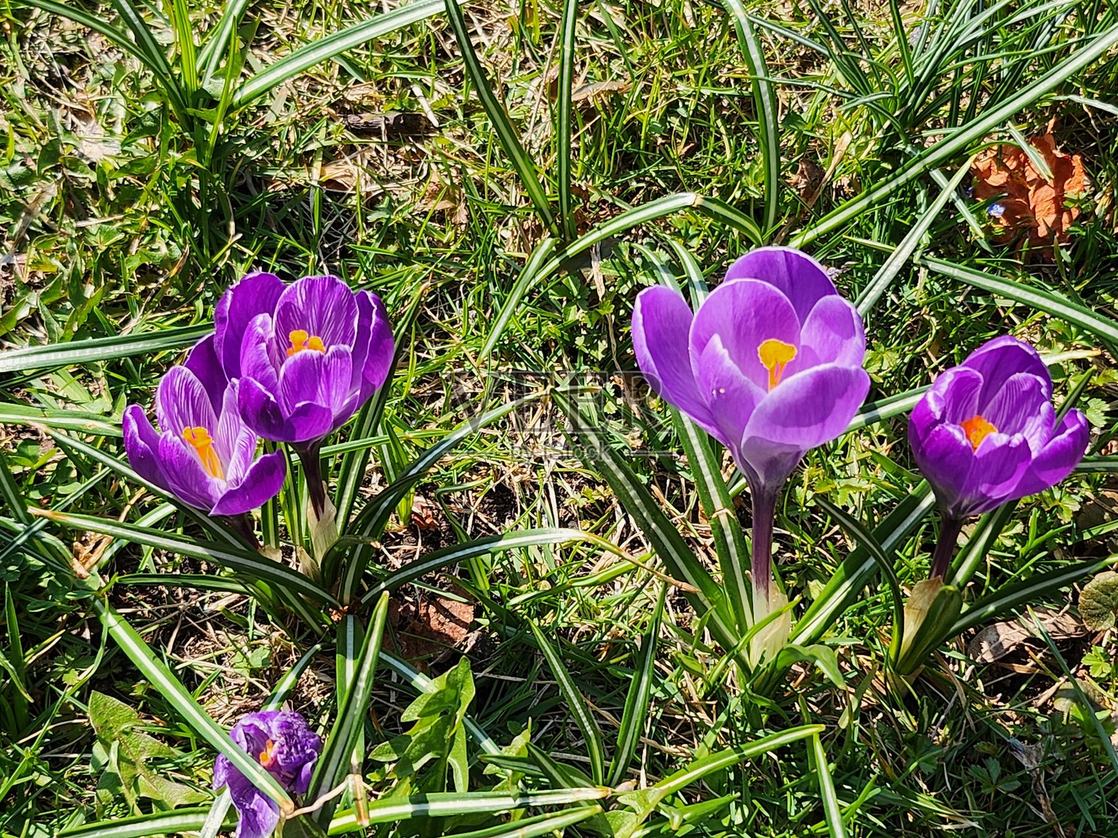 克拉科夫的番红花。照片摄影图片