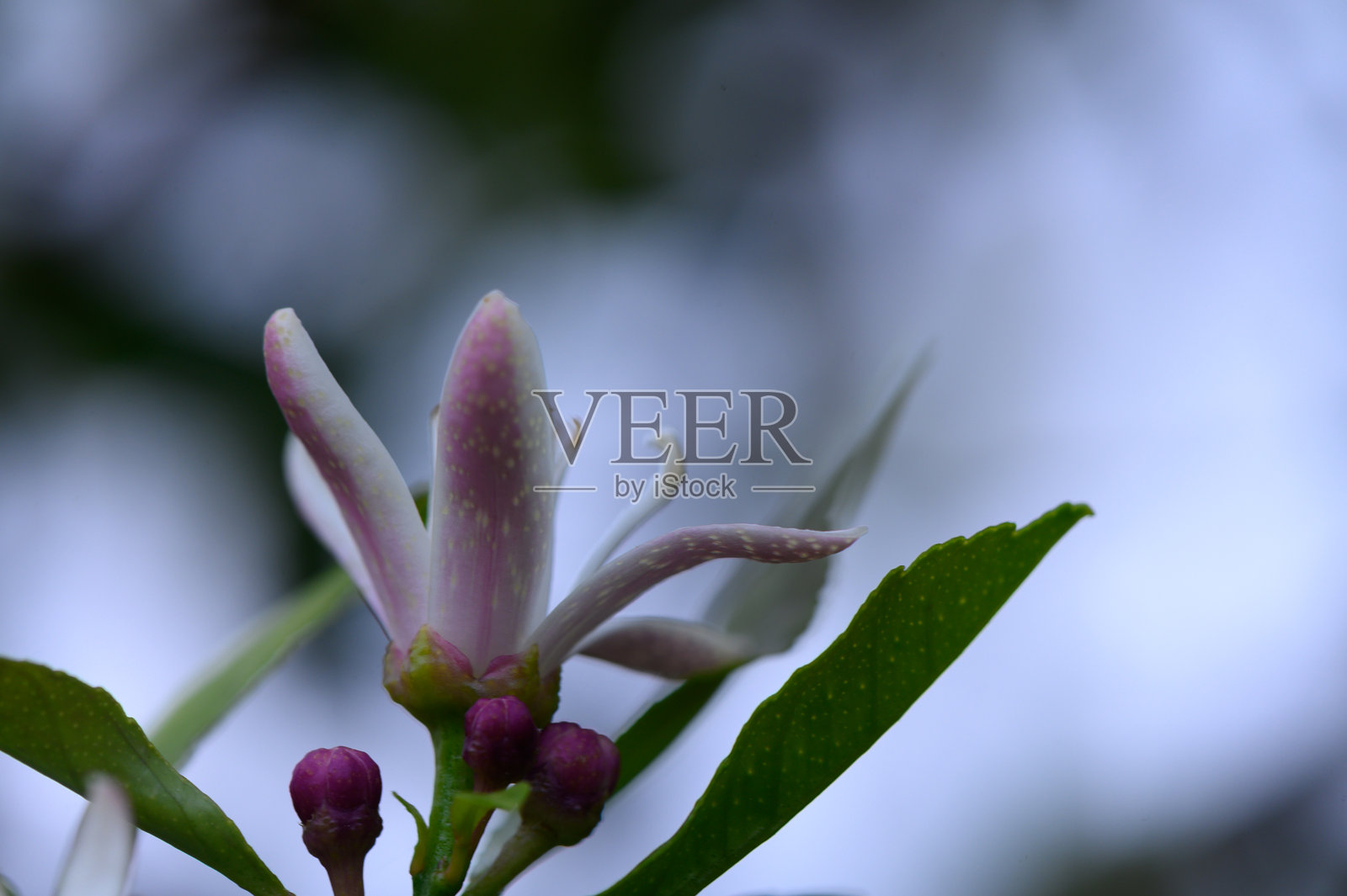 在宁静的花园中,娇嫩的花朵在郁郁葱葱的绿意中悄然绽放,清晨的光辉洒落。照片摄影图片