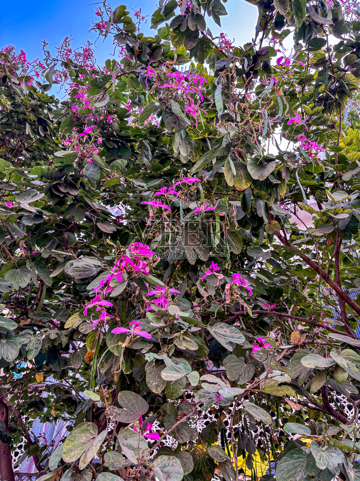 花园里的千屈菜或蜘蛛花照片摄影图片