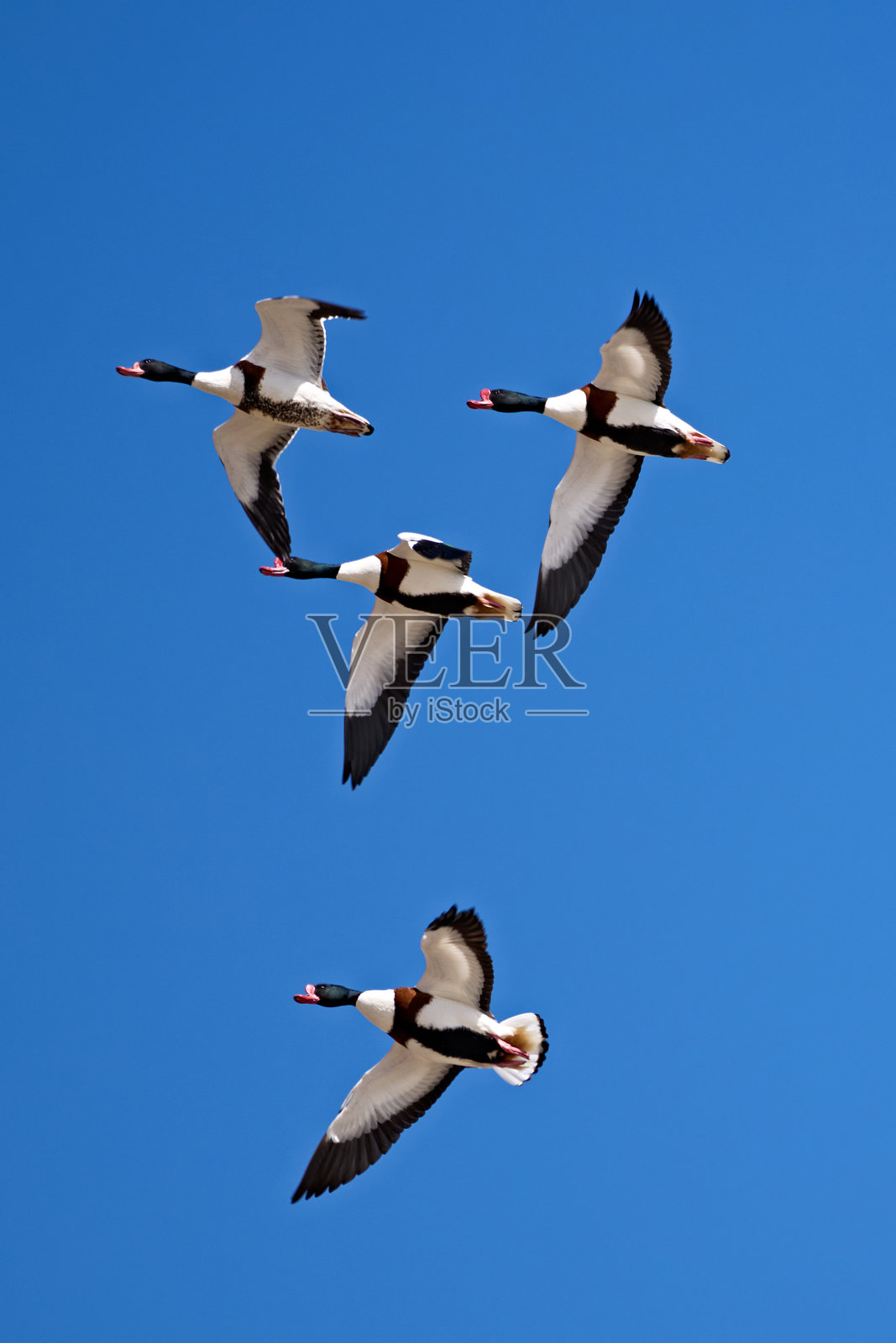 野鸭在空中飞翔照片摄影图片
