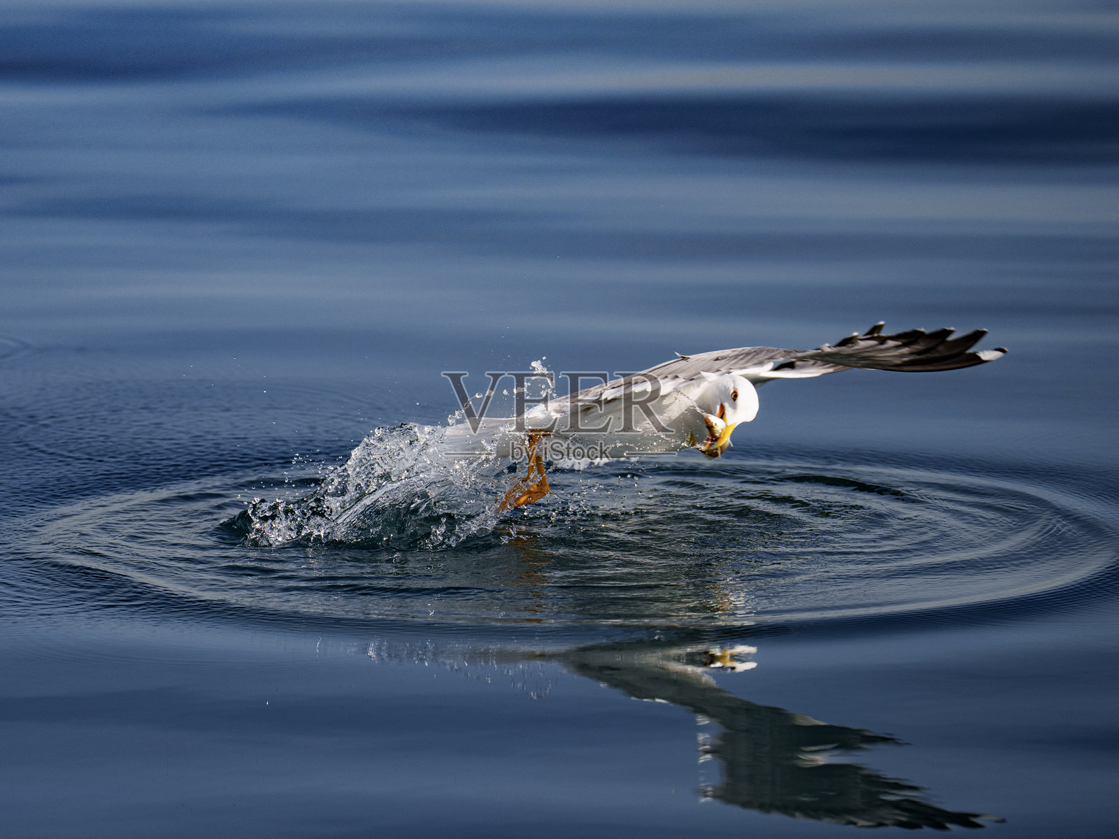 一只海鸥在捕到鱼后,从水面起飞。照片摄影图片