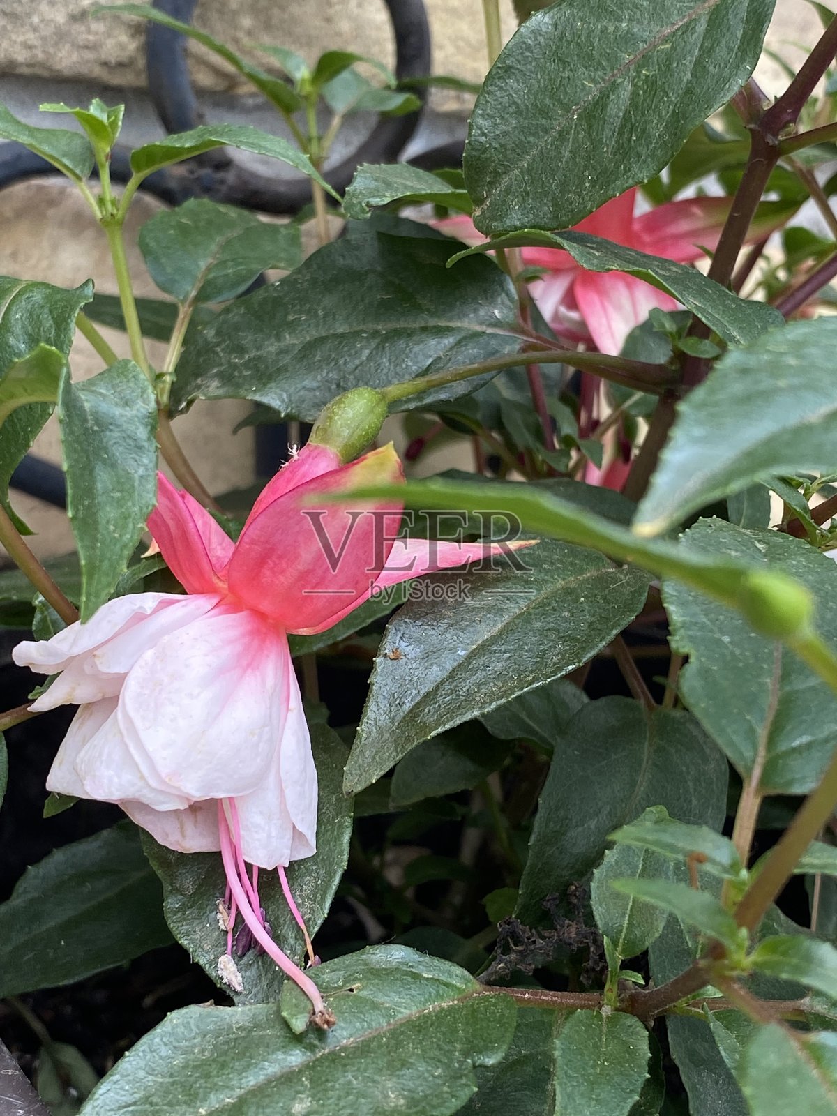 紫茉莉植物。通常被称为耳环。照片摄影图片