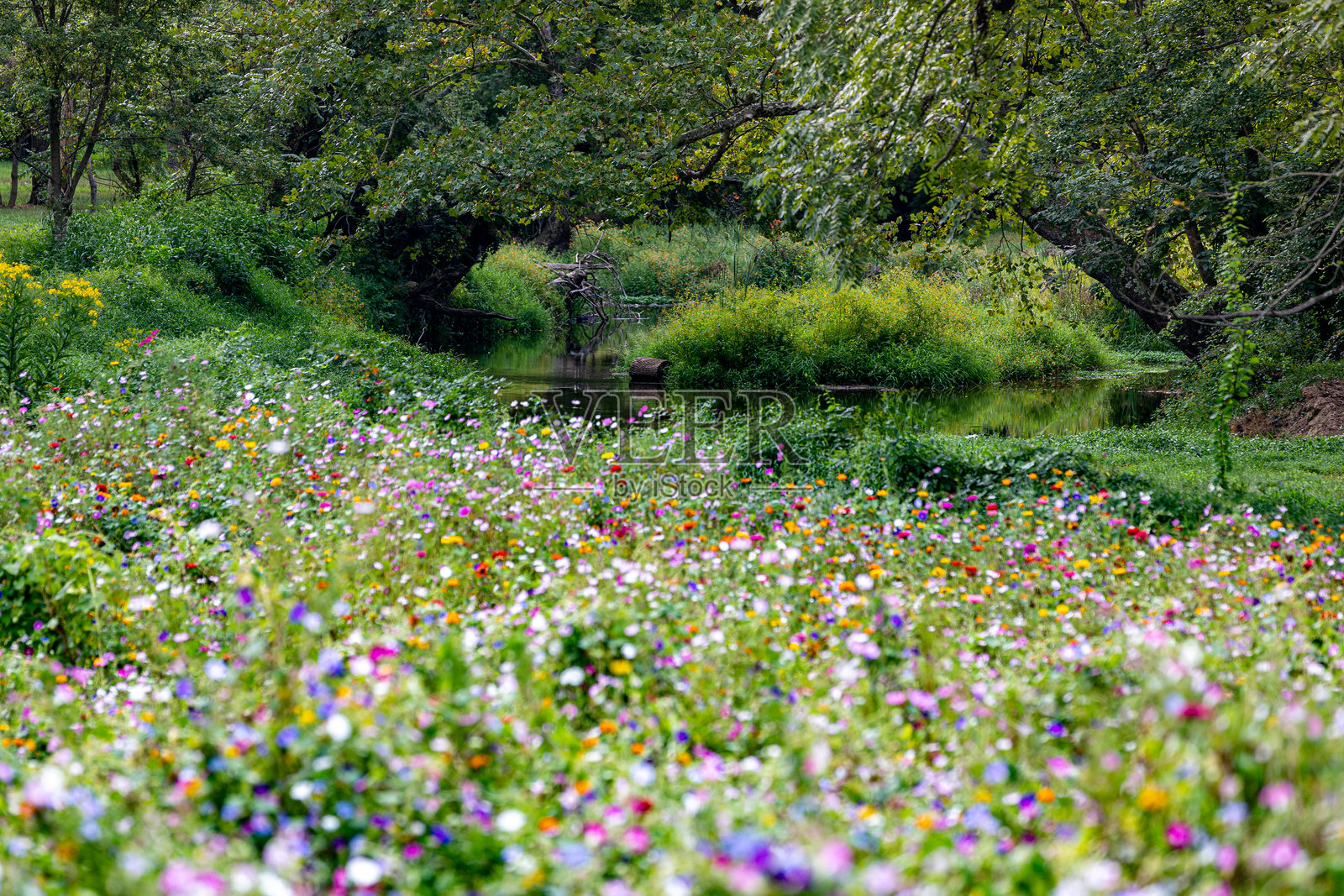 夏季的野花田照片摄影图片