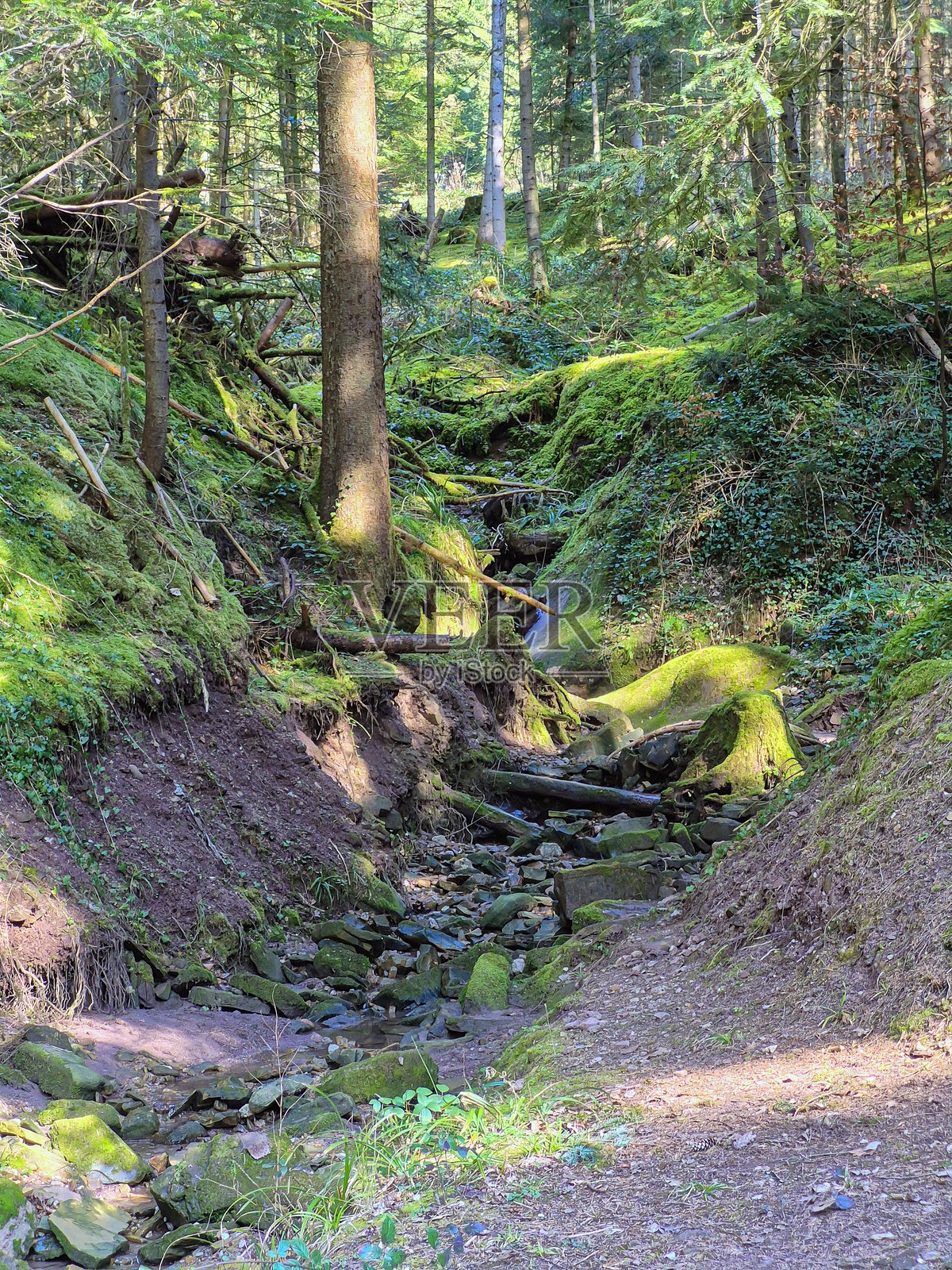 宁静的森林溪流被郁郁葱葱的绿植和五彩缤纷的花卉环绕着照片摄影图片