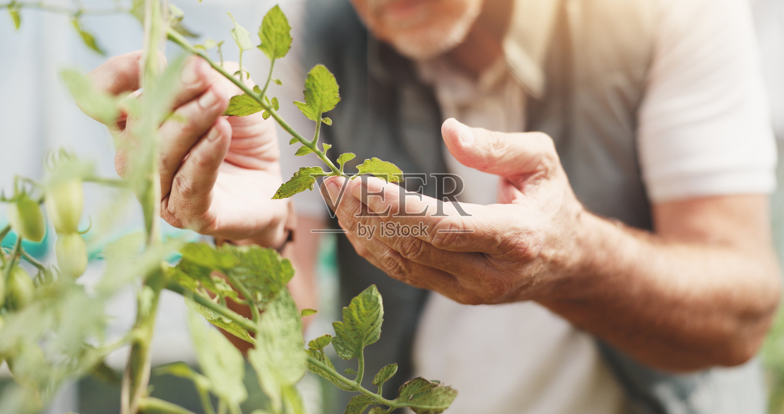 农业、温室内的检查和双手、叶子和收获检查、农民和户外。可持续商业、生产和与植物在环境中的人以及质量保证。照片摄影图片