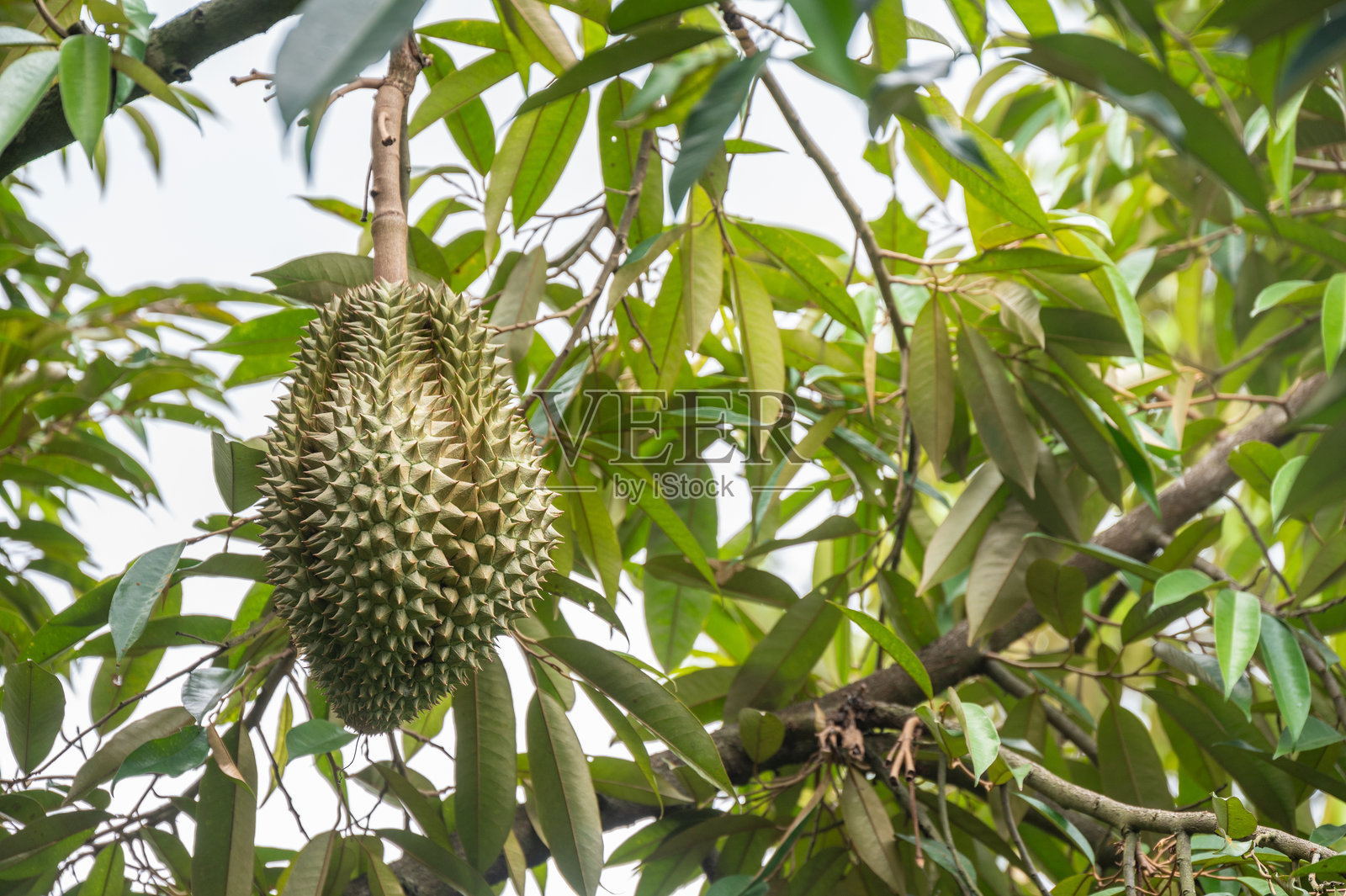 泰国榴莲树上生长的榴莲。榴莲是东南亚水果,在泰国最受欢迎。照片摄影图片