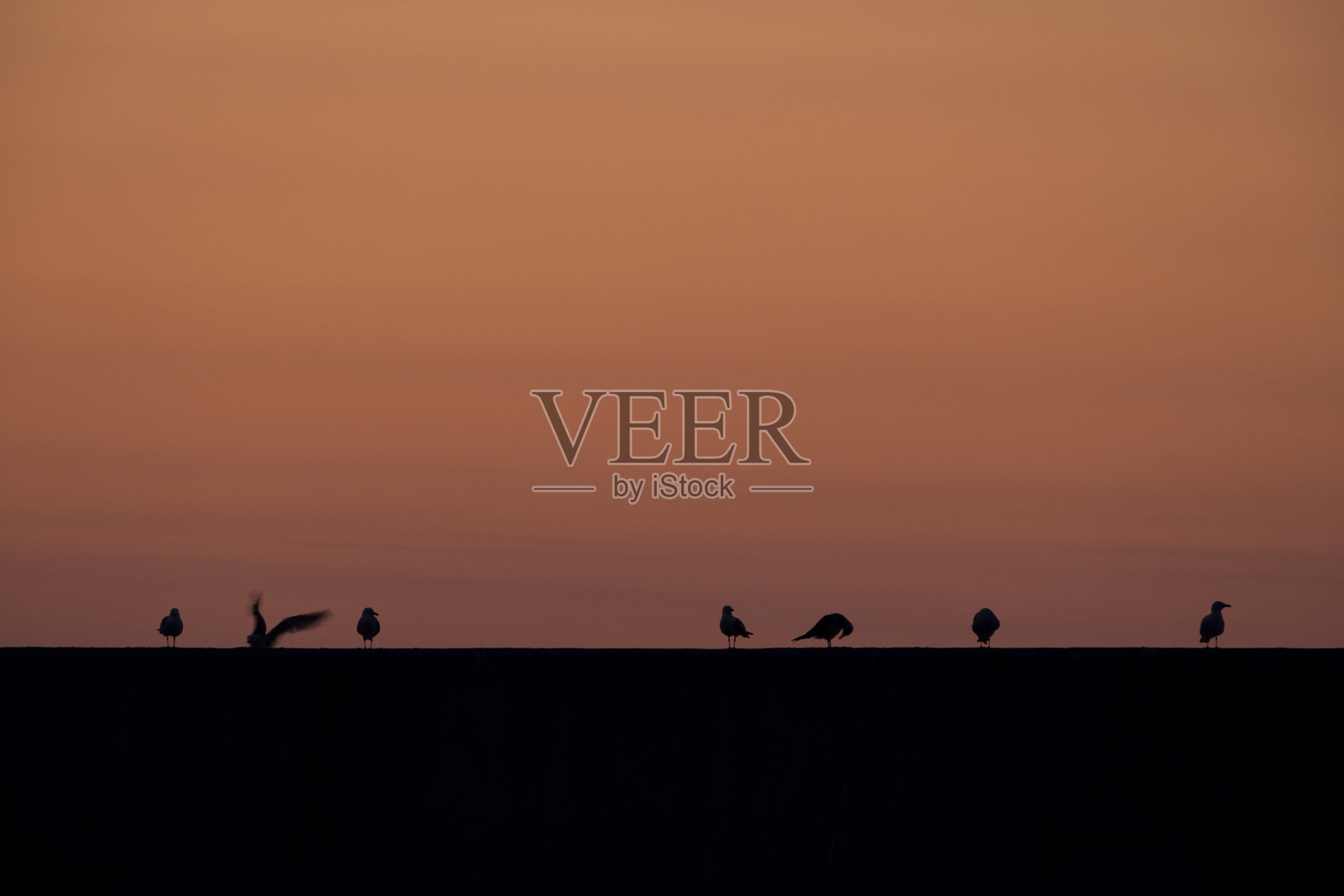 海鸥在墙上照片摄影图片