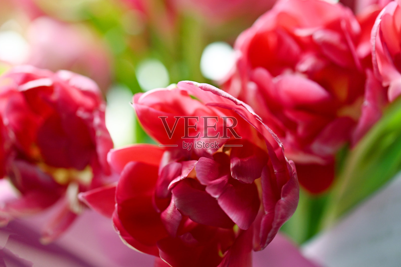 美丽的红色郁金香特写照片摄影图片