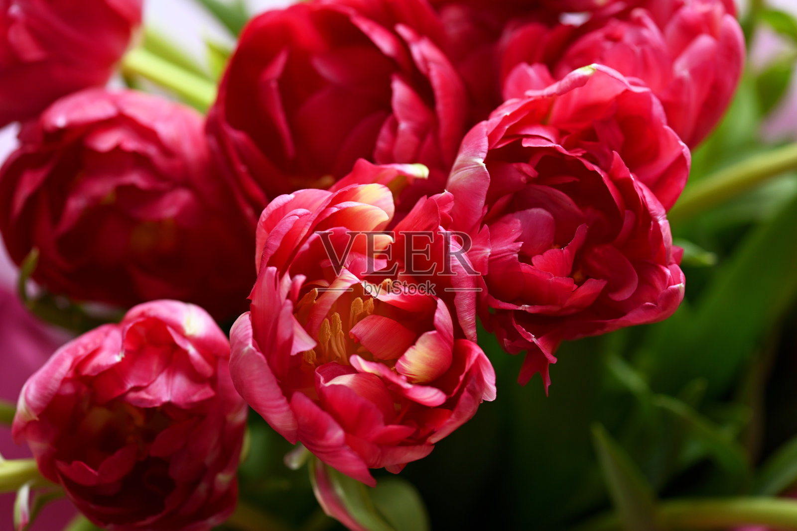 美丽的红色郁金香特写照片摄影图片