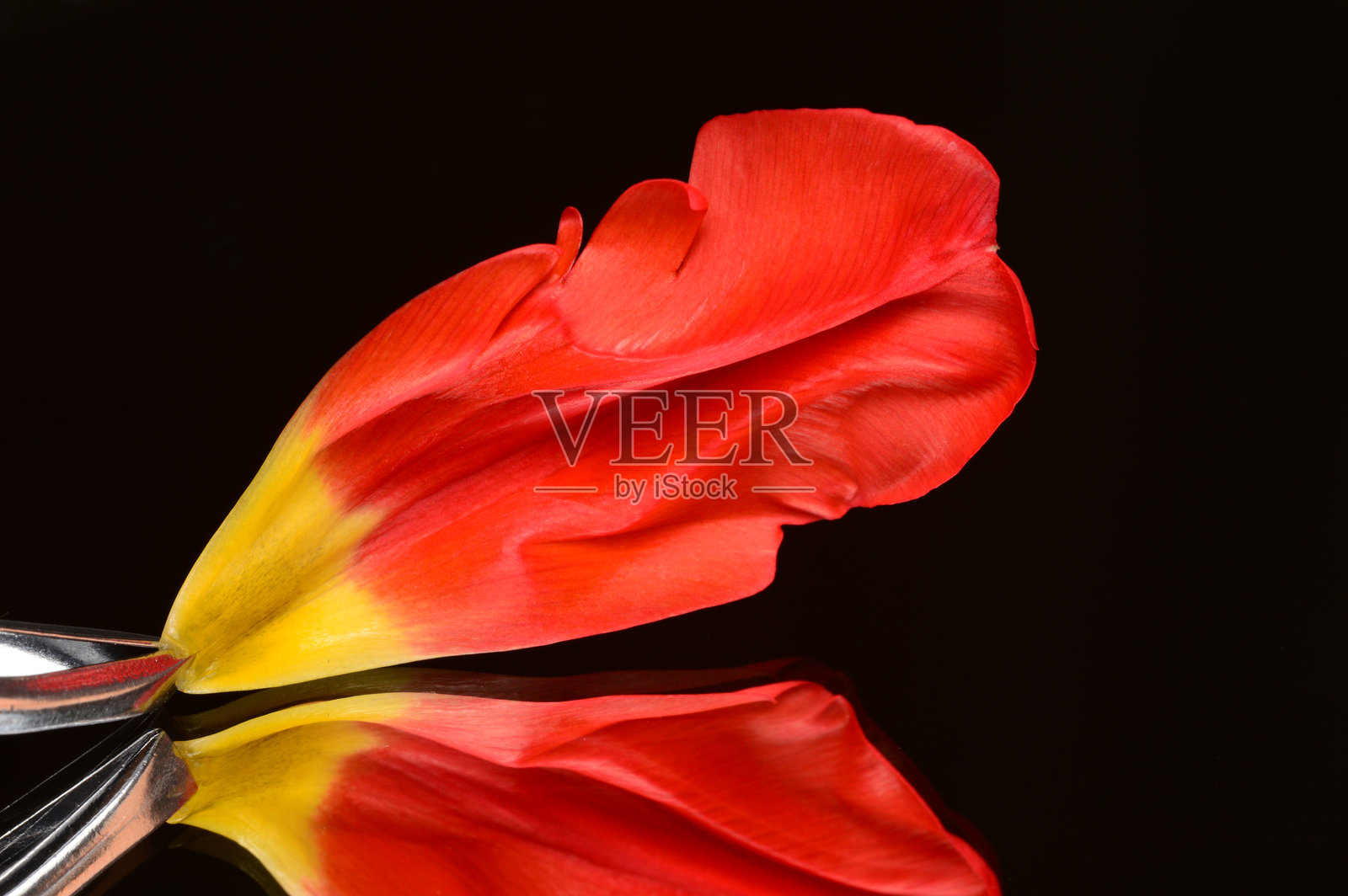 红色花瓣镊子的反射创意照片照片摄影图片