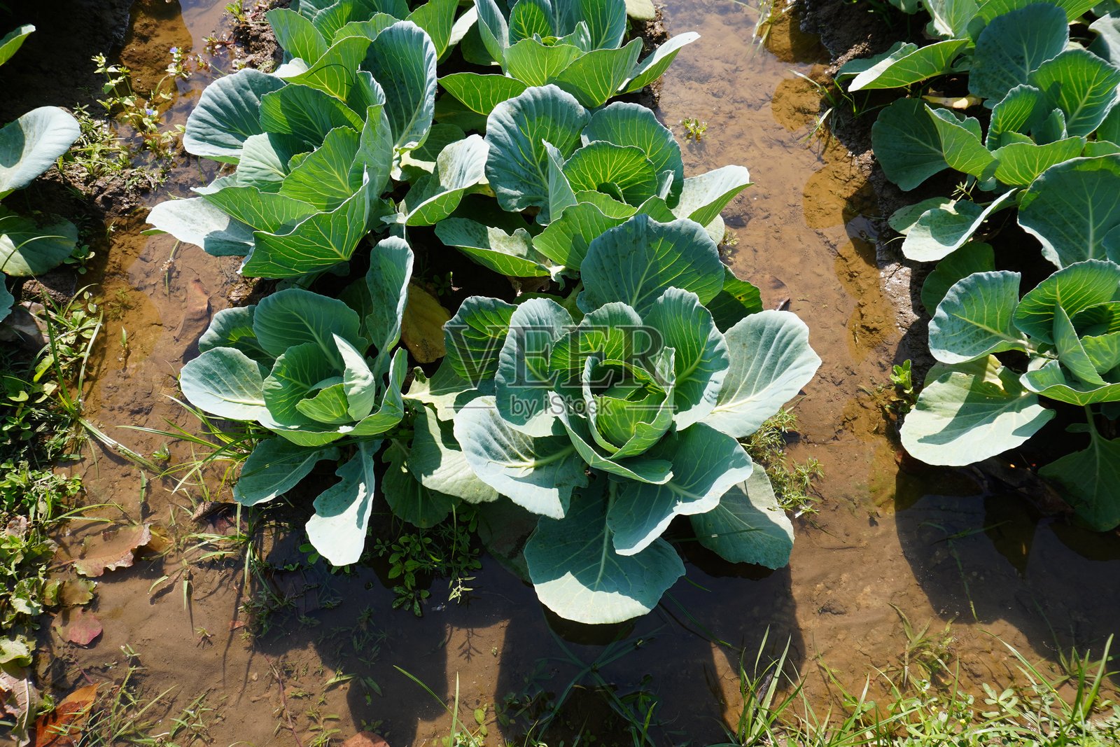卷心菜,这种叶菜在菜床上成排种植。照片摄影图片