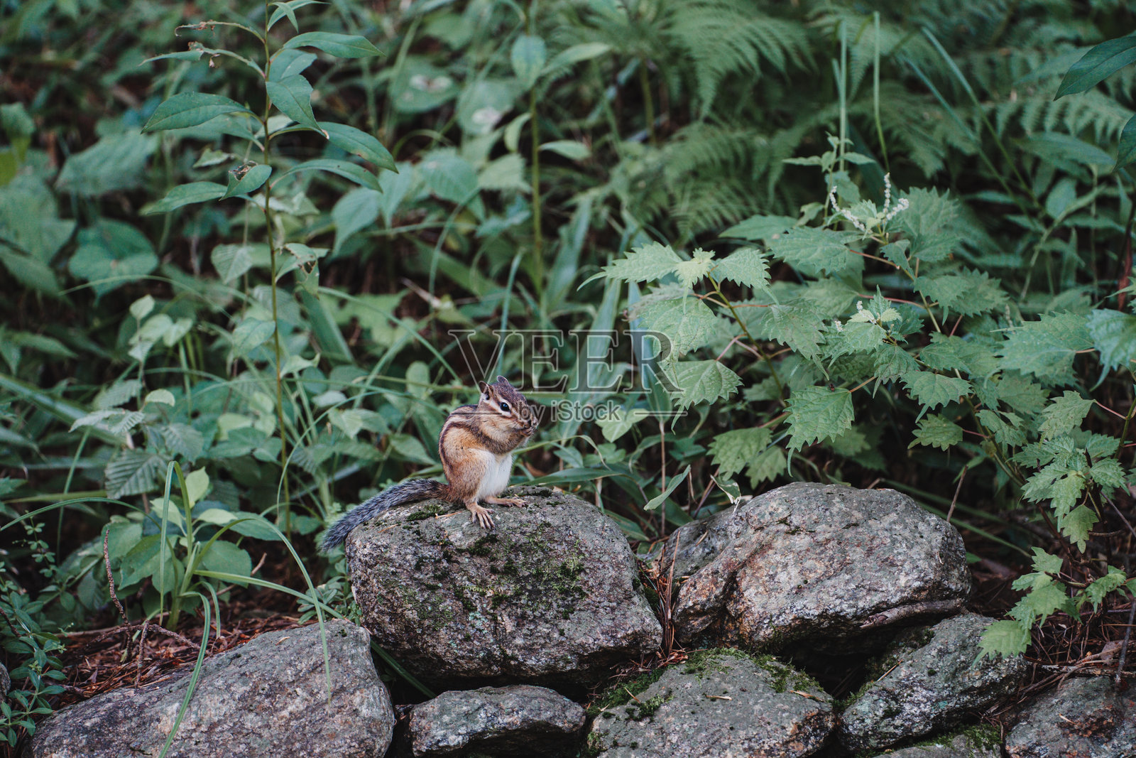 森林中的花栗鼠照片摄影图片