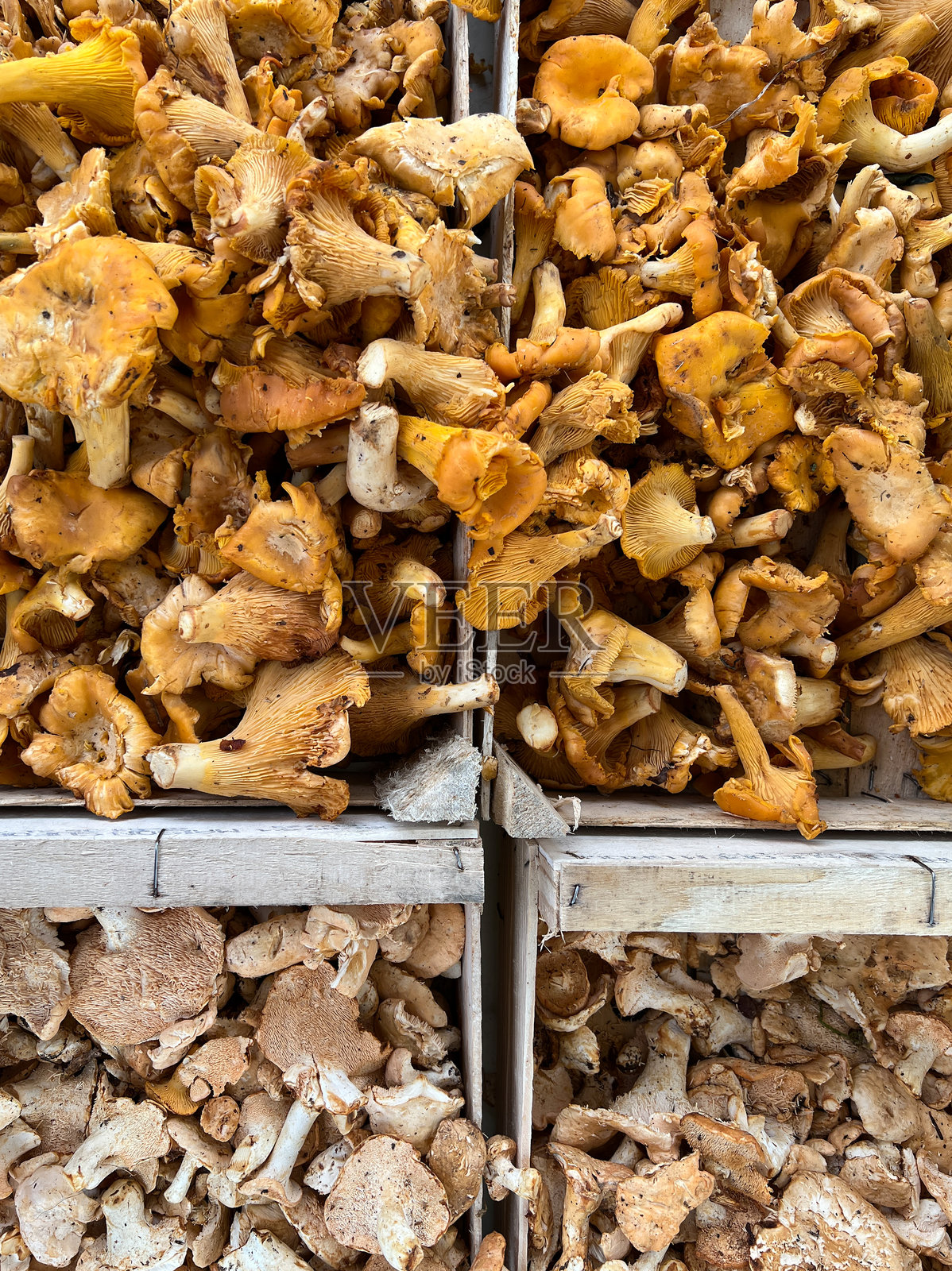木箱中出售的鸡油菌和甜牙蘑菇照片摄影图片