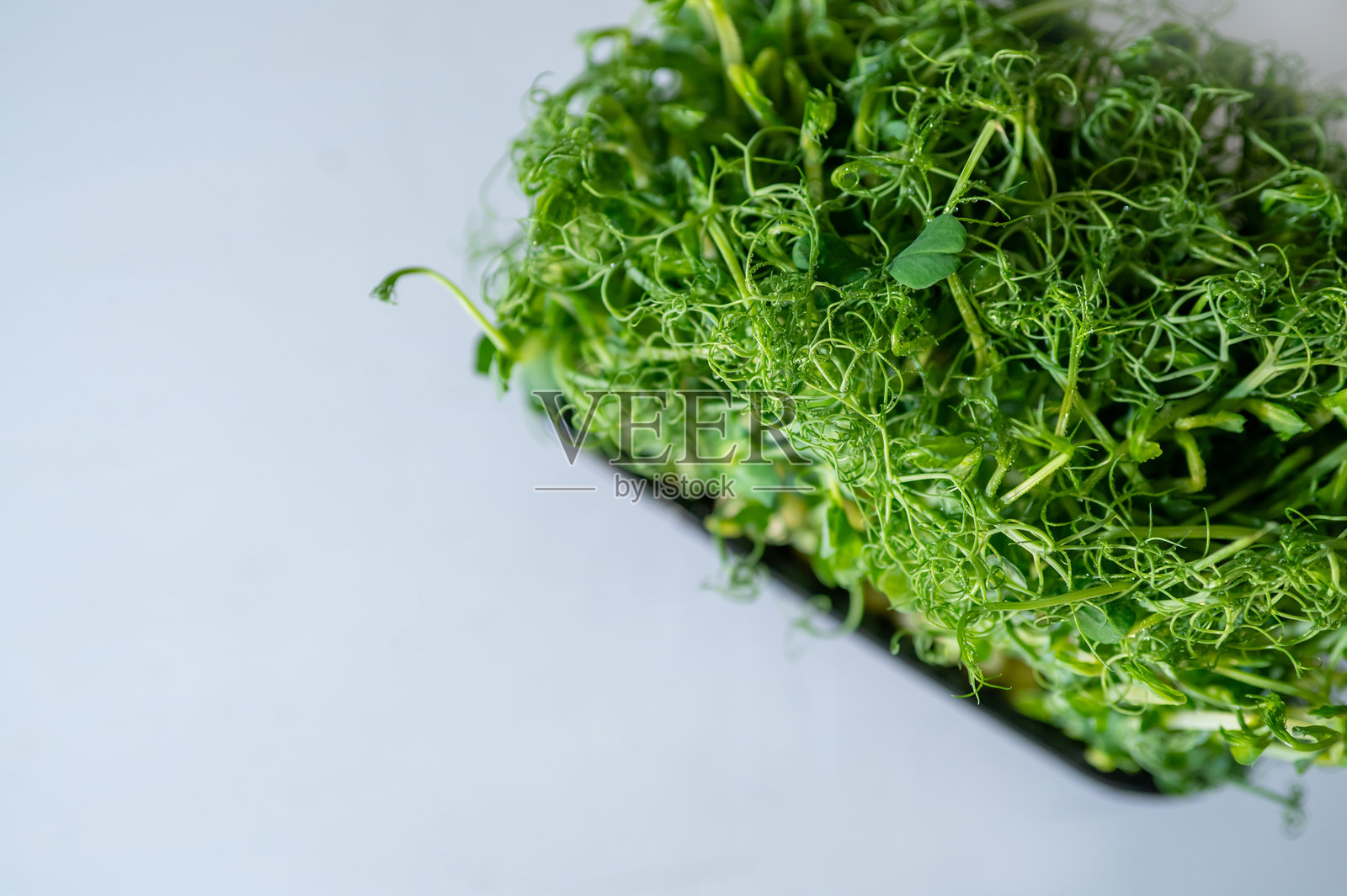 新鲜的绿豌豆微型绿植在浅色背景上的黑色塑料托盘中。健康的有机芽菜,适合沙拉、果昔和素食餐。特写镜头。照片摄影图片