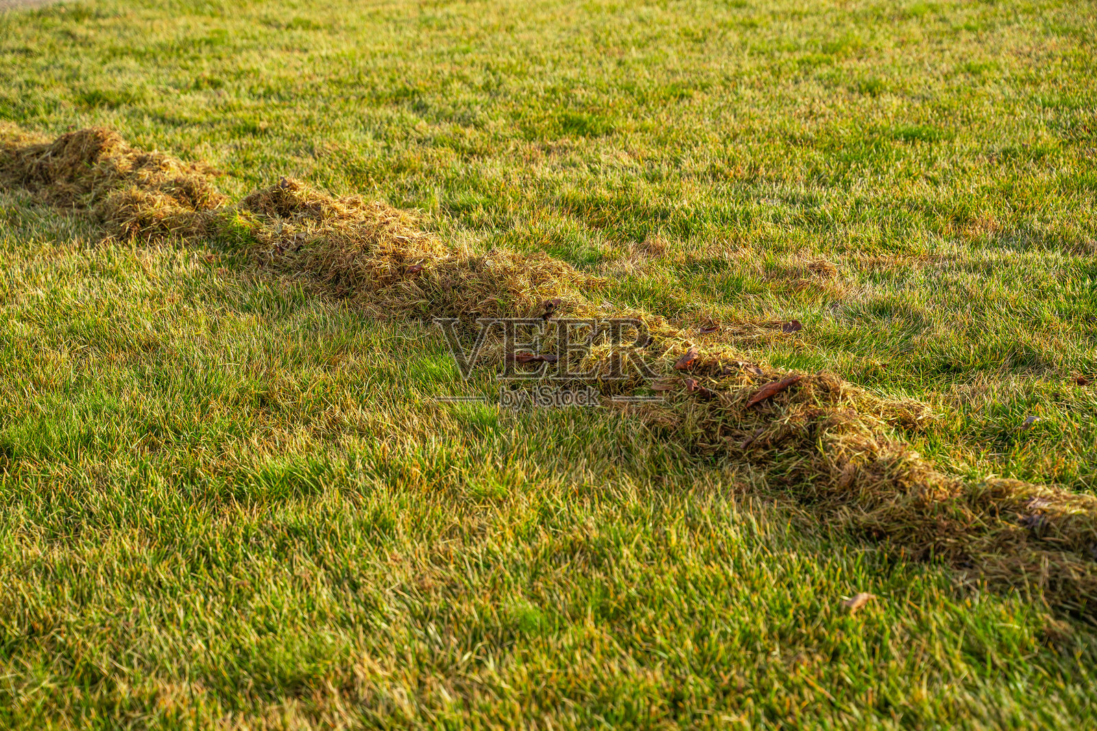 割草后堆积的干草。早春清晨的草坪护理照片摄影图片