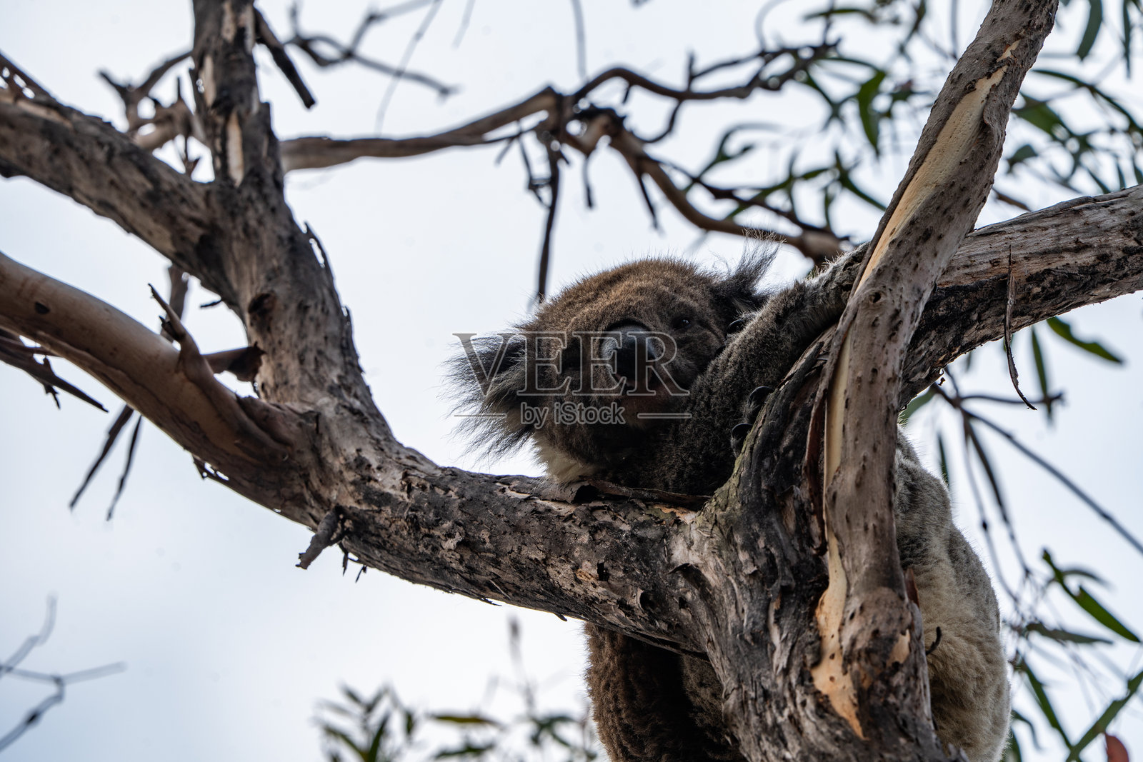 树上的考拉照片摄影图片
