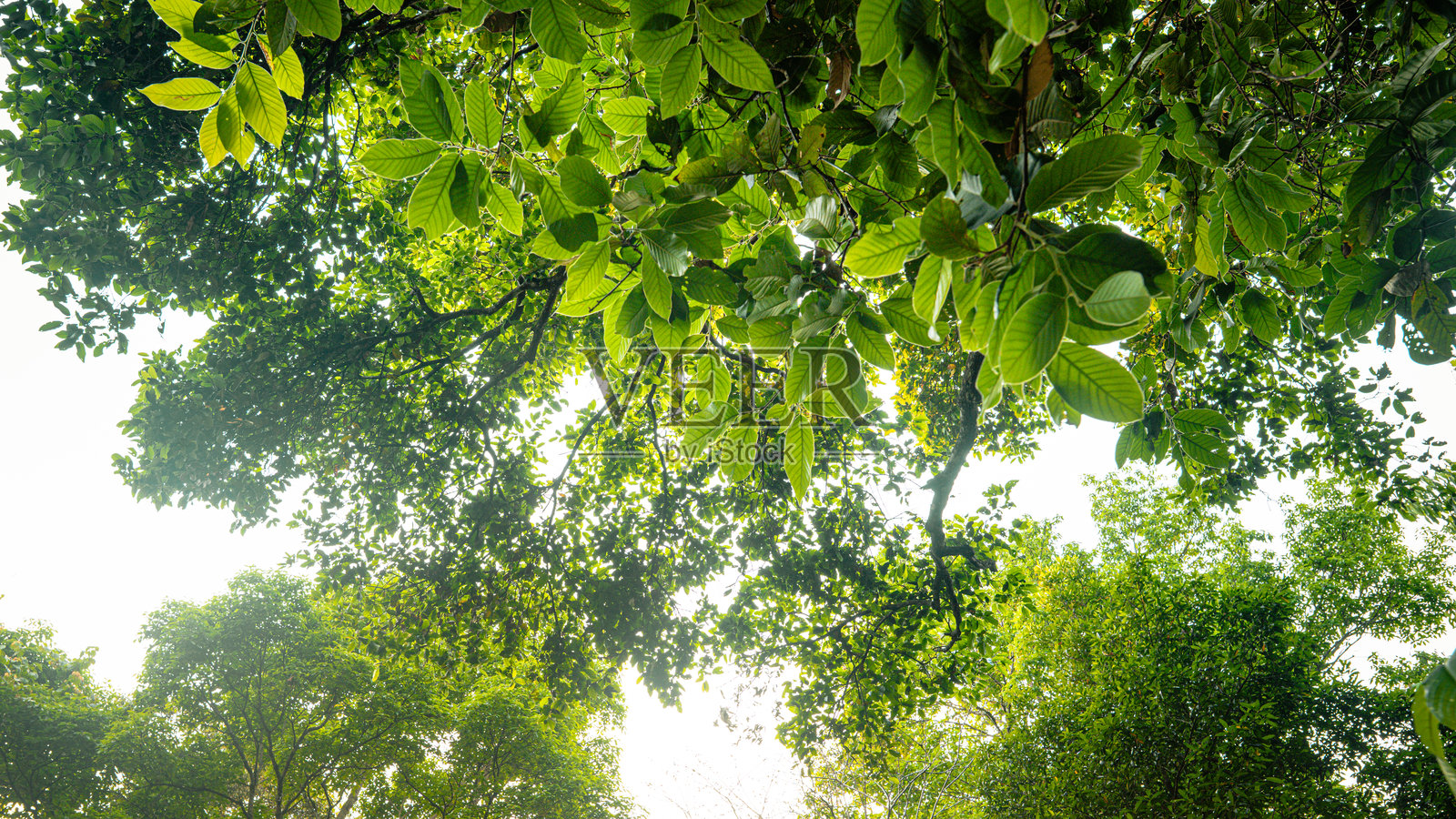 夏季森林中树木和绿色叶子的底部视角。自然、环境与碳。照片摄影图片