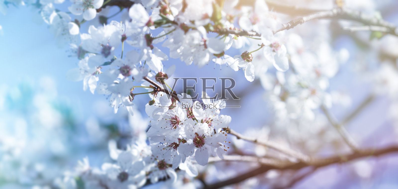 美丽的自然景观,盛开的树枝,花瓣和花蕊的选择性聚焦,美丽的开花果树照片摄影图片