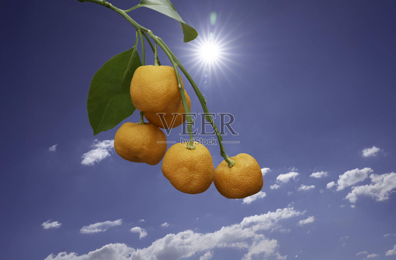 黄色金橘果枝照片摄影图片