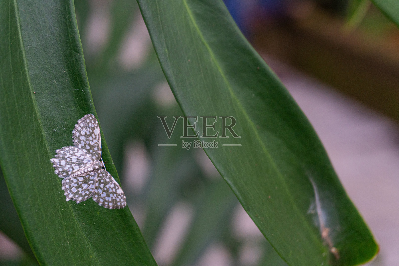 一只独特的蛾子栖息在绿色的叶子上,展示出其复杂的白色和灰色图案,背景自然。照片摄影图片