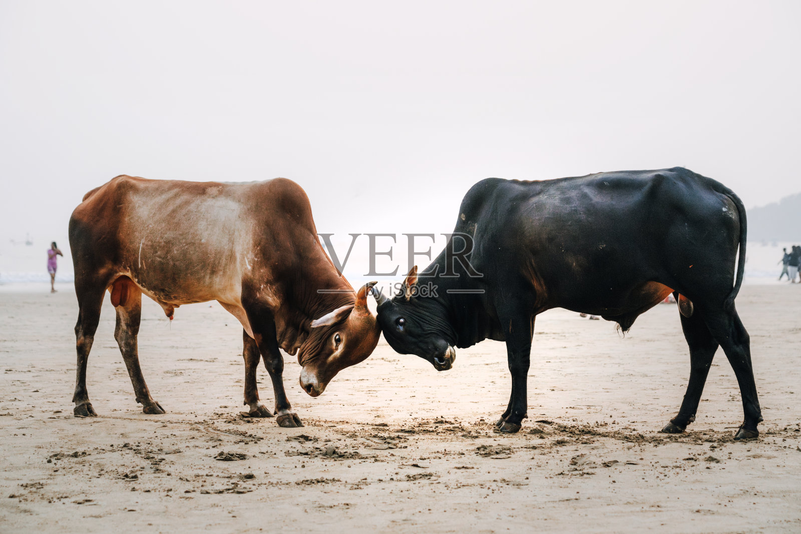 两头牛在印度果阿的海滩上对峙,日出时分照片摄影图片