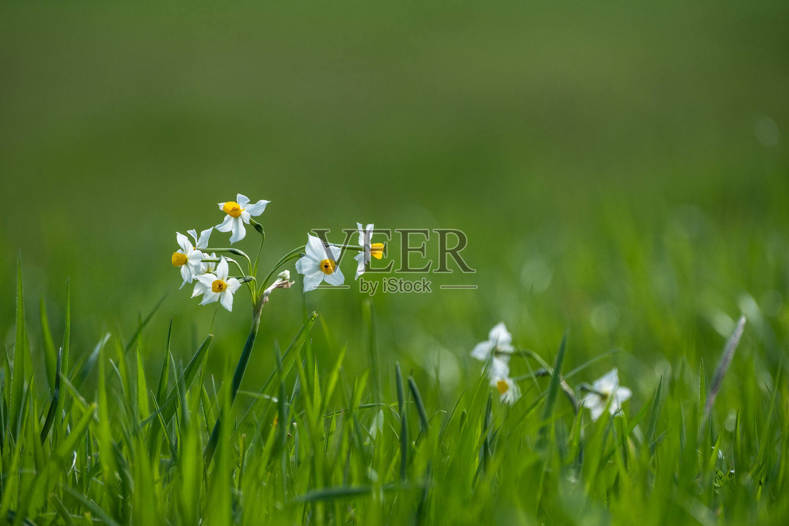 水仙花照片摄影图片