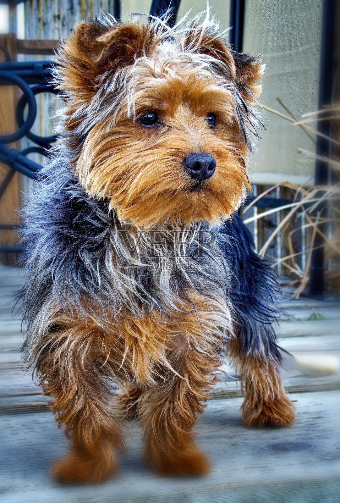 家犬,约克夏犬照片摄影图片