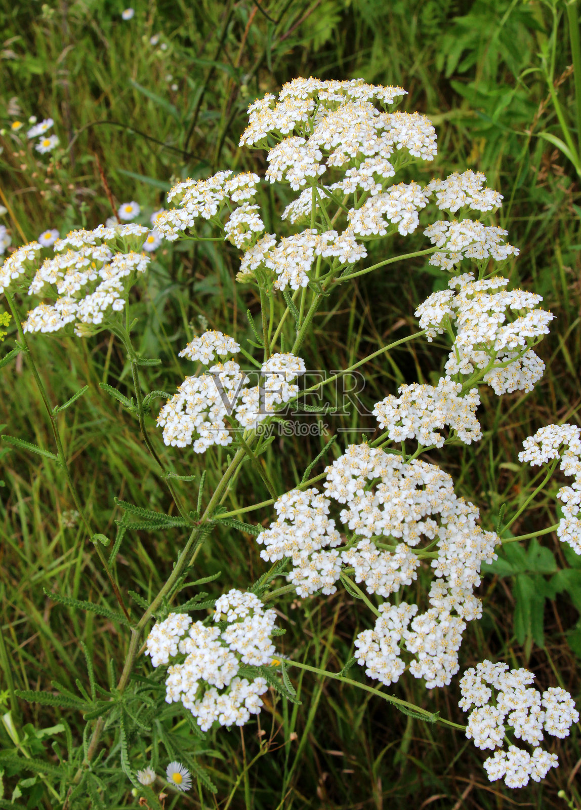 蓍草(Achillea)自然地在草地上开花照片摄影图片