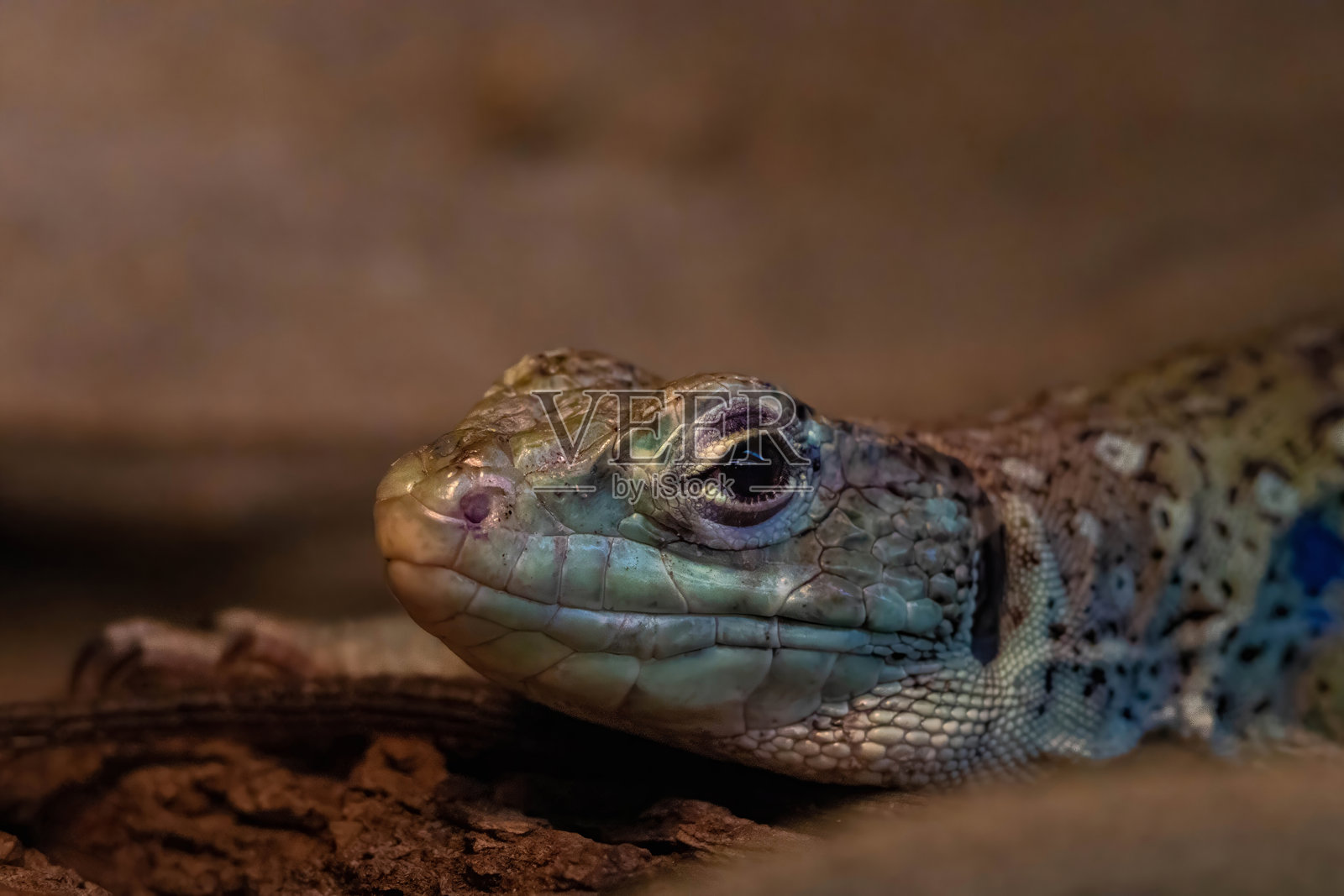 斑点蜥蜴的特写视图照片摄影图片