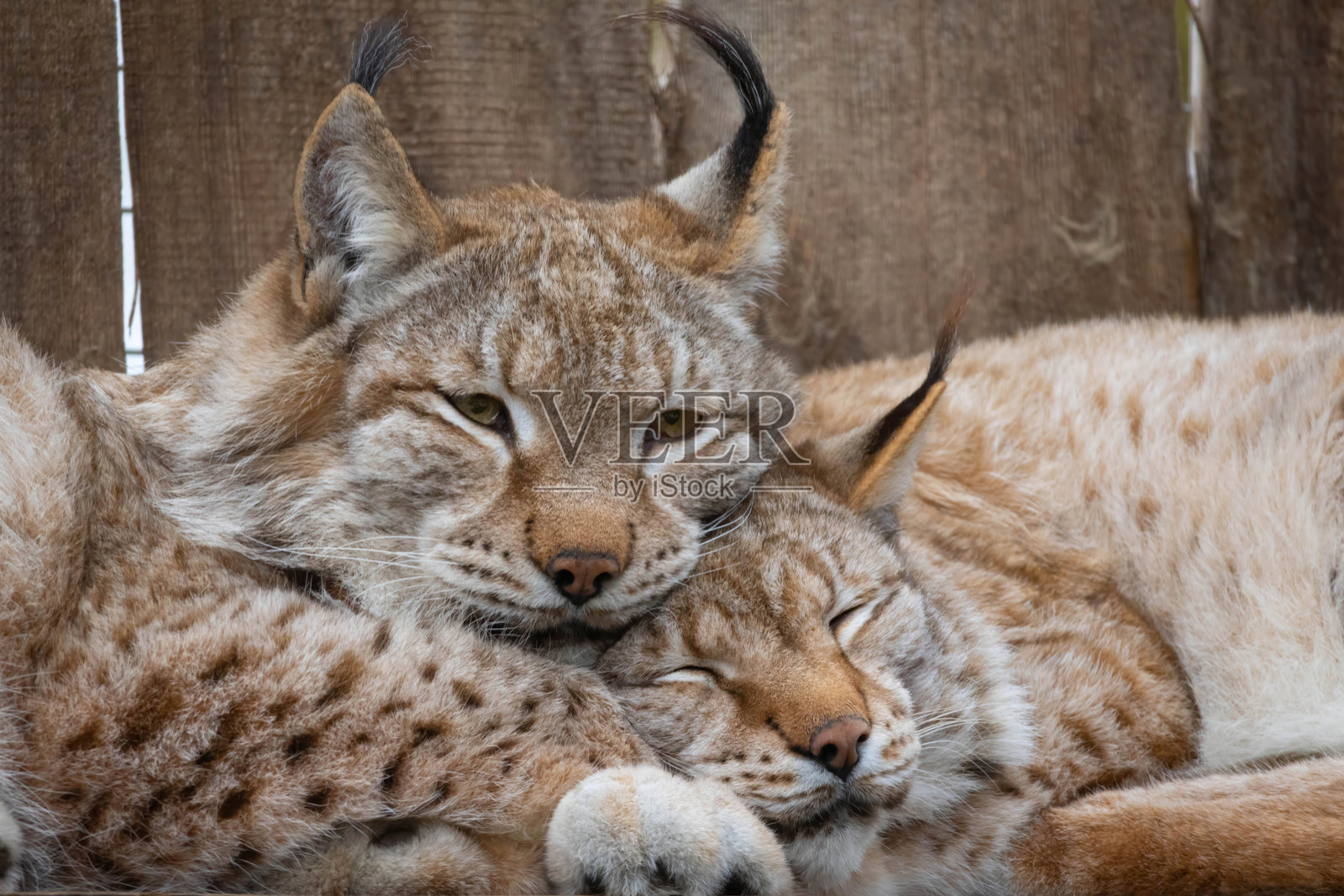 欧亚猞猁(lynx lynx)在阳光明媚的日子里休息在围栏内。照片摄影图片